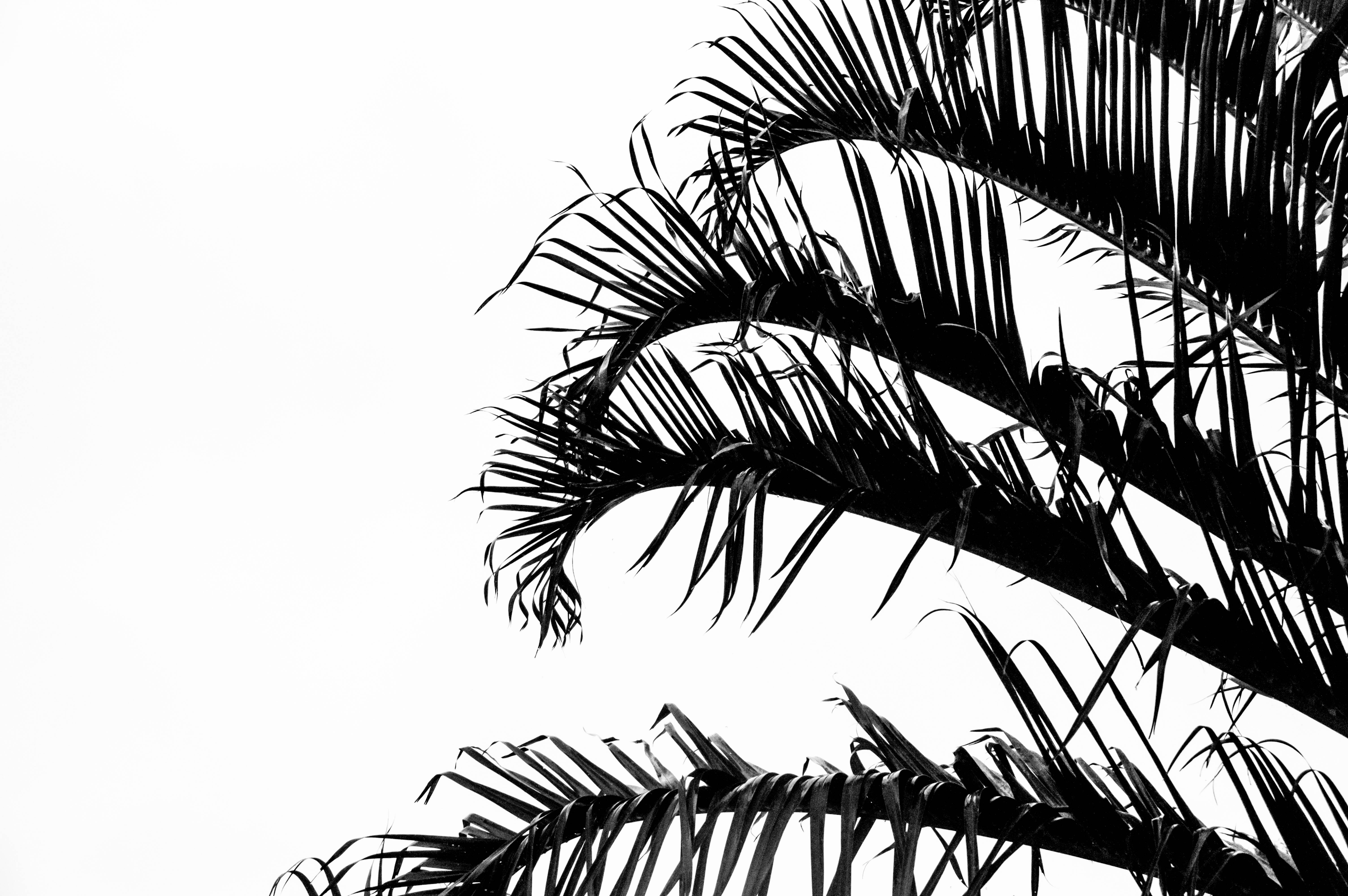 X 桌布 壁紙 — 棕櫚葉的剪影在純白背景上優雅地彎曲，呈現高對比度的黑白效果。