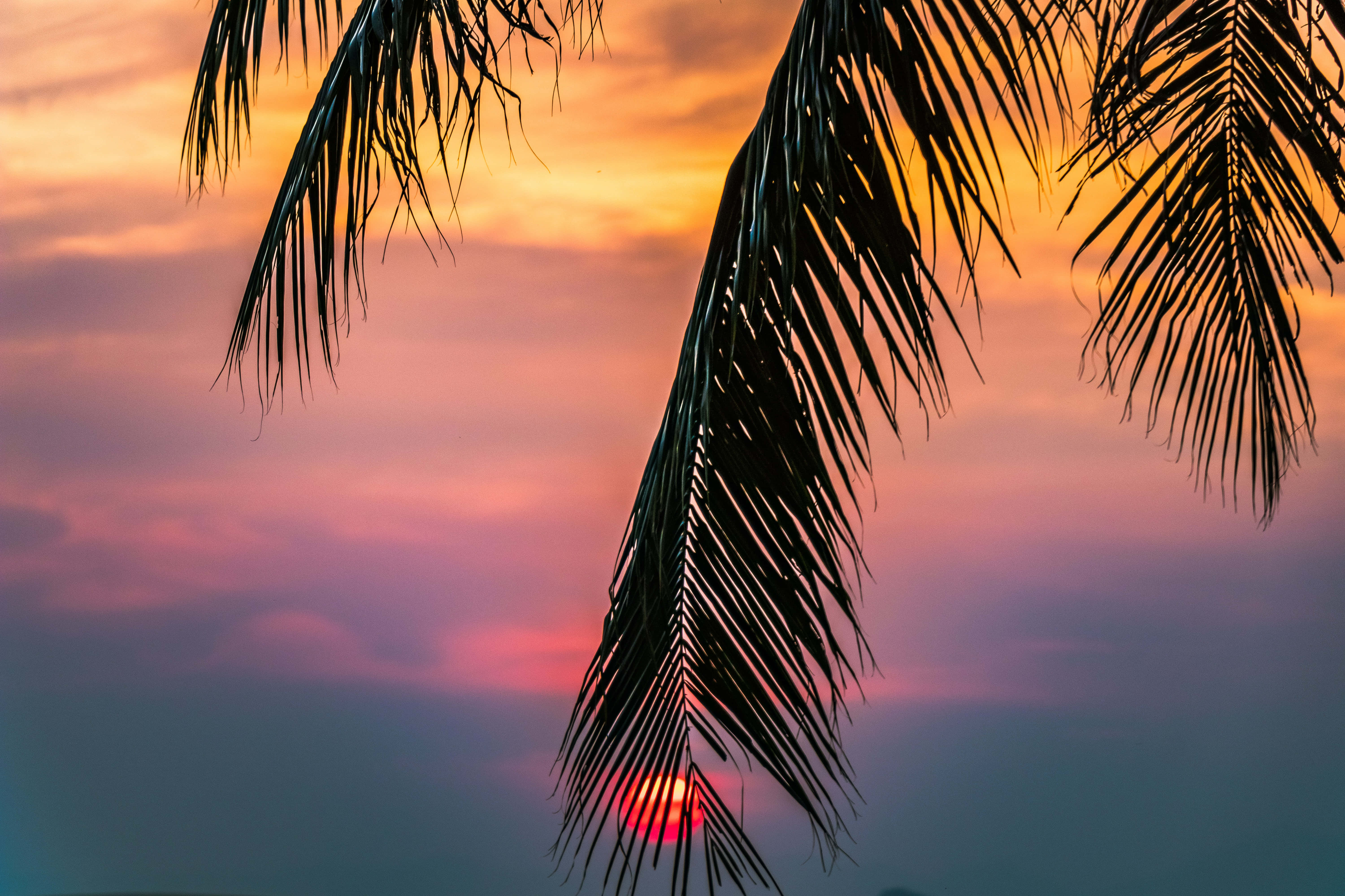 Beautiful View 桌布 壁紙 — 棕櫚葉的剪影框住了一個充滿活力的日落，帶有橙色、粉紅色和紫色的雲彩。