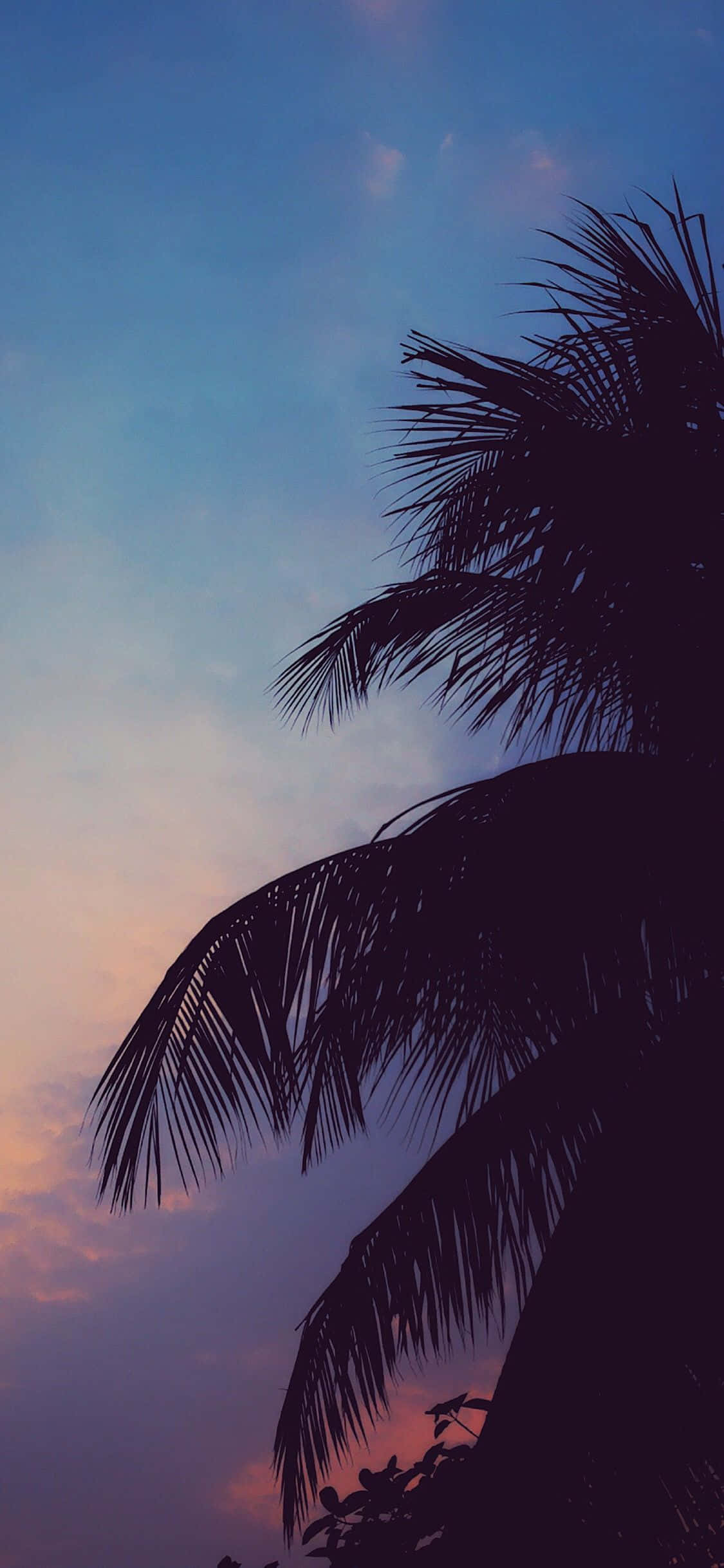 Chill Aesthetic 桌布 壁紙 — 棕櫚葉的剪影框住了塗上柔和藍色和粉紅色的暮色天空。