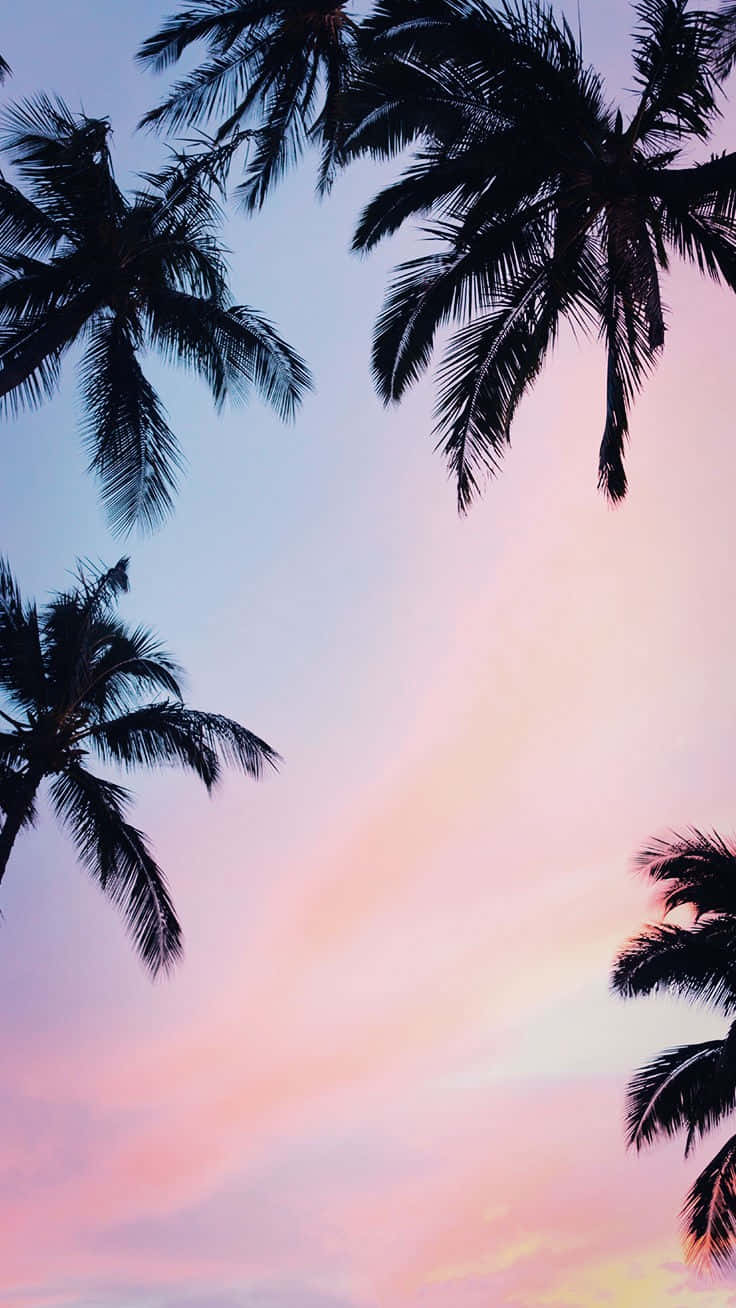 Trendy Summer iPhone 桌布 壁紙 — 棕櫚葉的剪影框住了柔和的粉紅與藍色暮色天空。