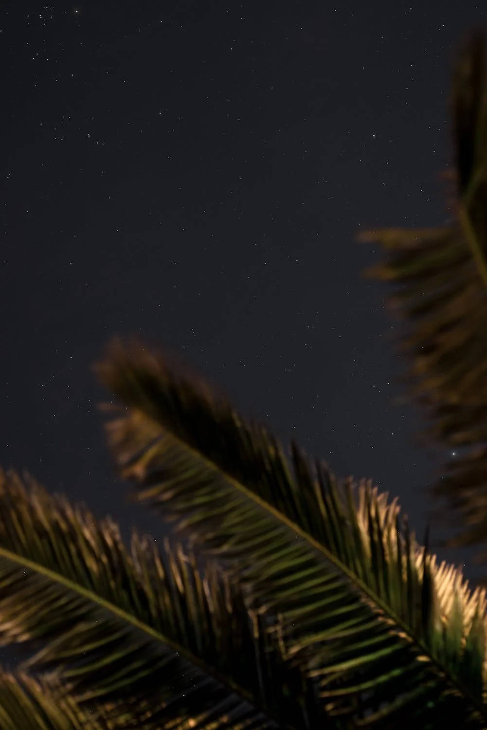 Stars 桌布 壁紙 — 棕櫚葉的剪影框住了繁星點點的夜空，葉片上帶有柔和的金色背光。