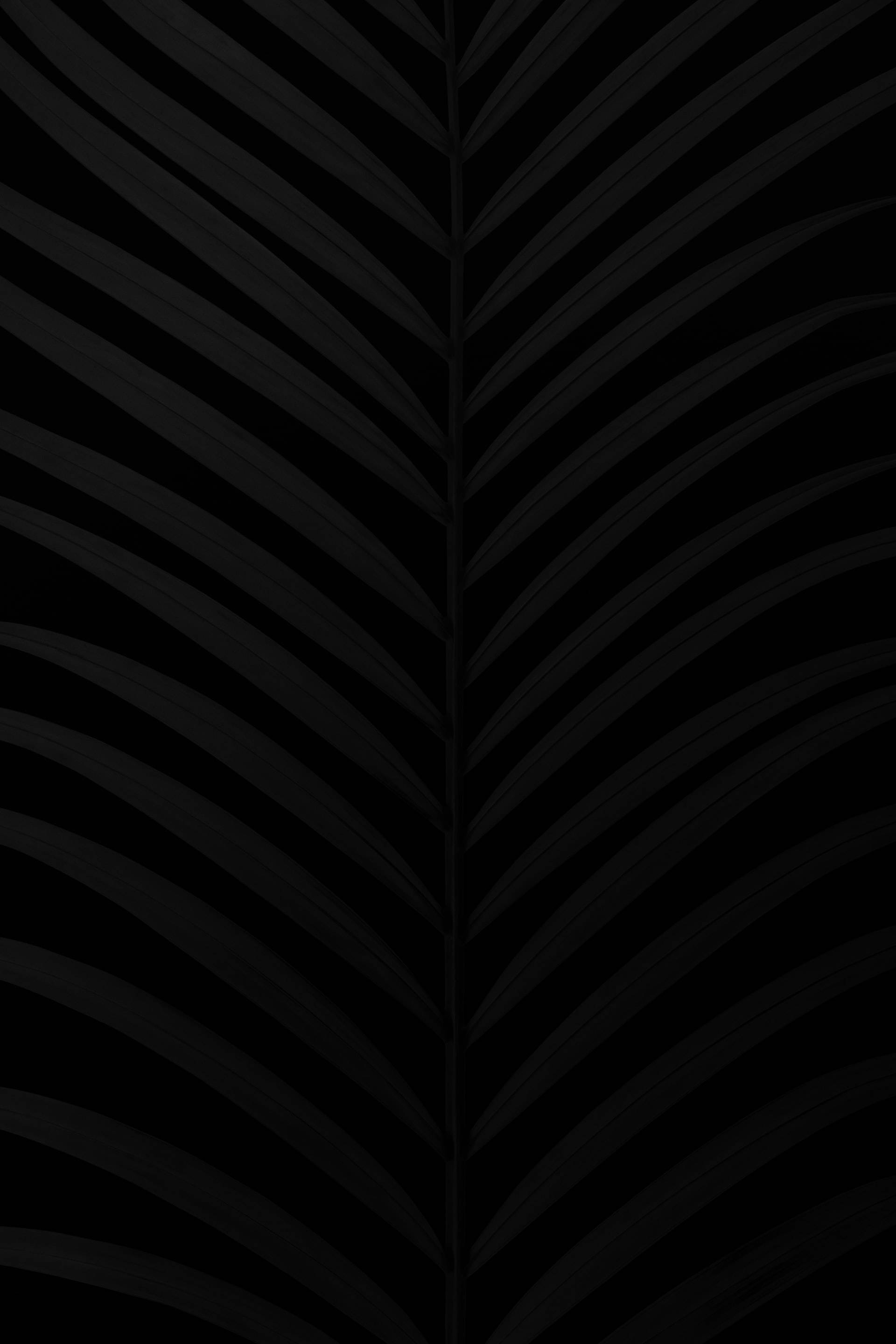 black aesthetic tumblr iPhone 桌布 壁紙 — 棕櫚葉的黑白特寫，在黑色背景上帶有微妙的漸變。