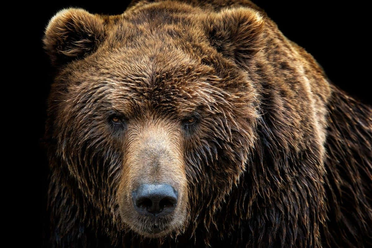 Bear Attack 桌布 壁紙 — 棕熊在純黑背景上的特寫，突出其紋理分明的毛髮和強大的存在感，眼神銳利。