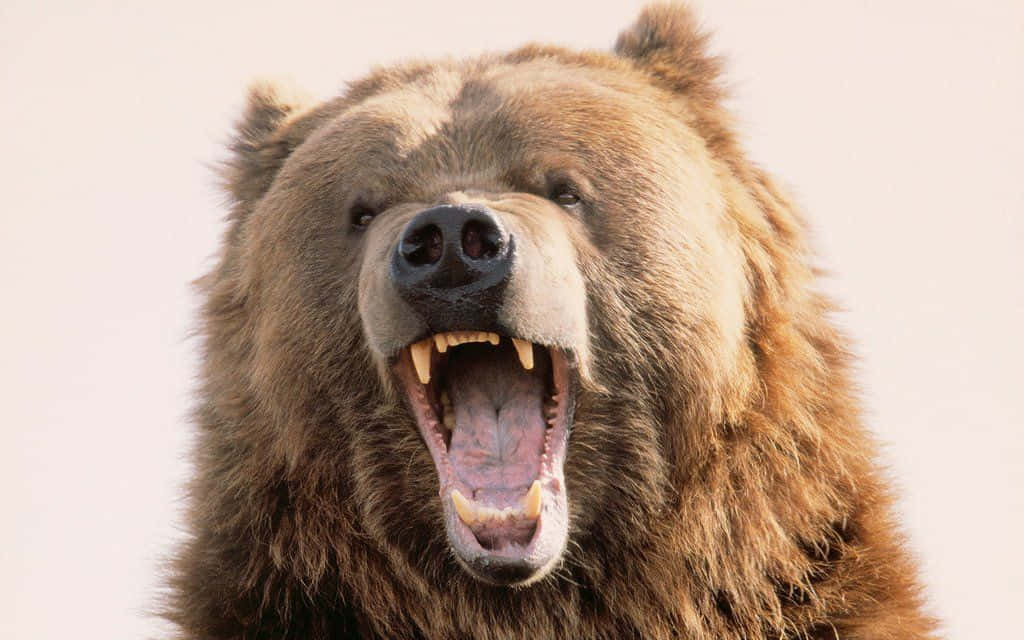 bear love 桌布 壁紙 — 棕熊張大嘴巴咆哮，露出鋒利牙齒，背景蒼白的特寫。