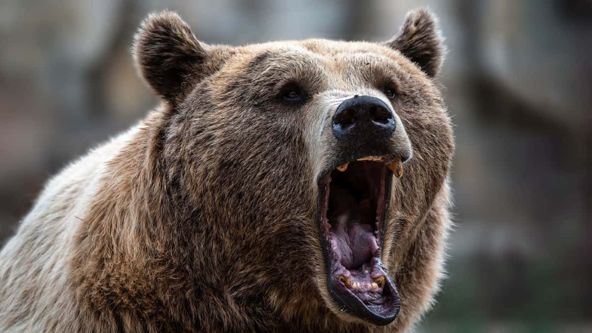 Brown Bears 桌布 壁紙 — 棕熊張大嘴巴咆哮的特寫，露出尖牙和舌頭。