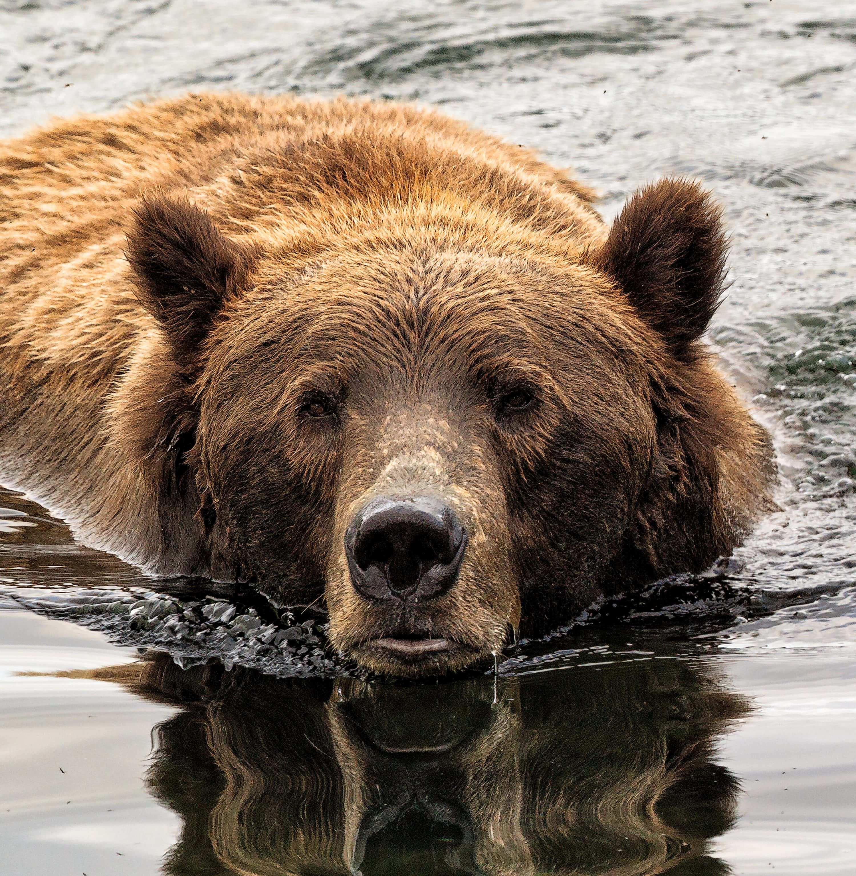 Brown Bears 桌布 壁紙 — 棕熊頭部從漣漪水面浮出的特寫，下方有清晰的倒影。