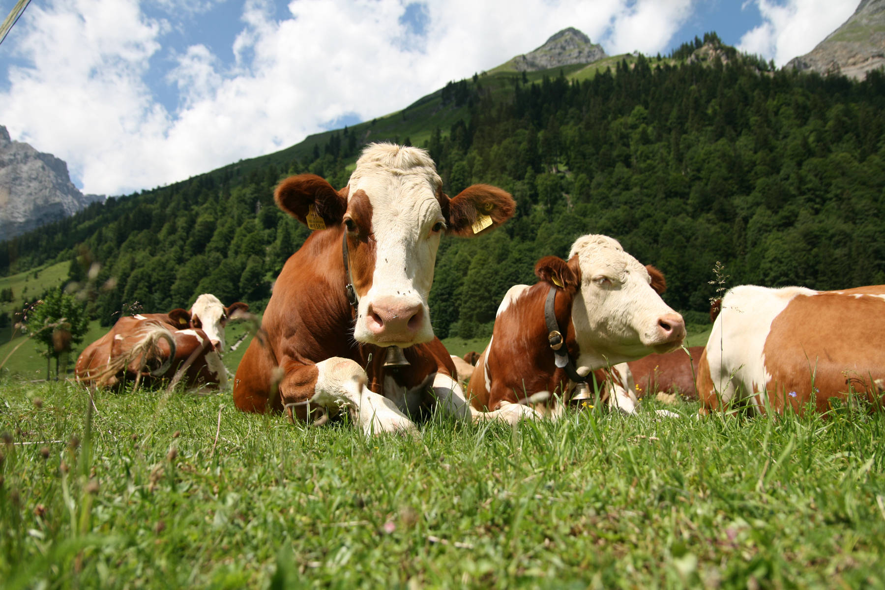 farm animals 桌布 壁紙 — 棕白相間的牛群在陽光明媚的綠色牧場上休息，背景是藍天白雲和森林覆蓋的山脈。