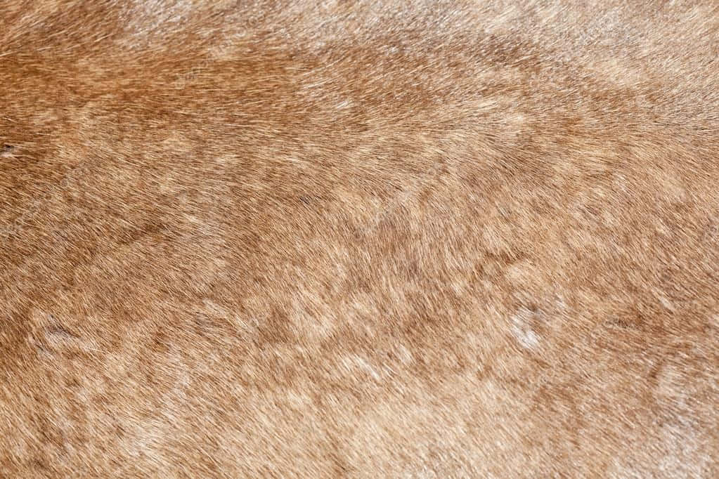 Animal Fur 桌布 壁紙 — 棕色和米色動物皮毛的微距特寫，具有細膩絨毛和自然紋理。
