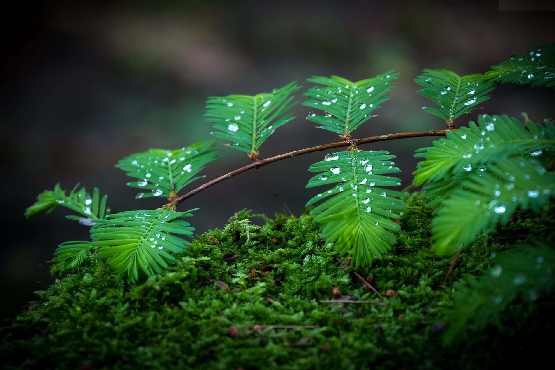 Raining 桌布 壁紙 — 森林中，充滿活力的綠色蕨類葉片上閃爍著露珠，躺在茂密的苔蘚上的特寫。