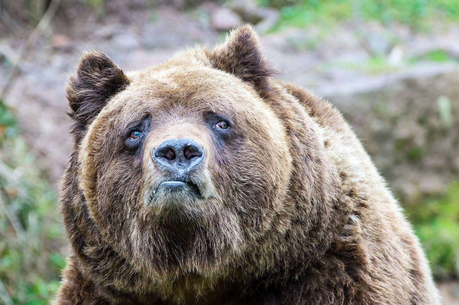 animals 桌布 壁紙 — 森林中一隻棕熊的近距離特寫，牠有著銳利的眼神和濃密的毛髮，直視鏡頭。