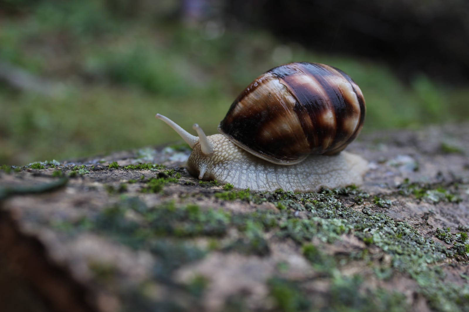 Snail 桌布 壁紙 — 森林中一隻棕色和奶油色條紋蝸牛在長滿苔蘚的樹樁上緩慢爬行的特寫。