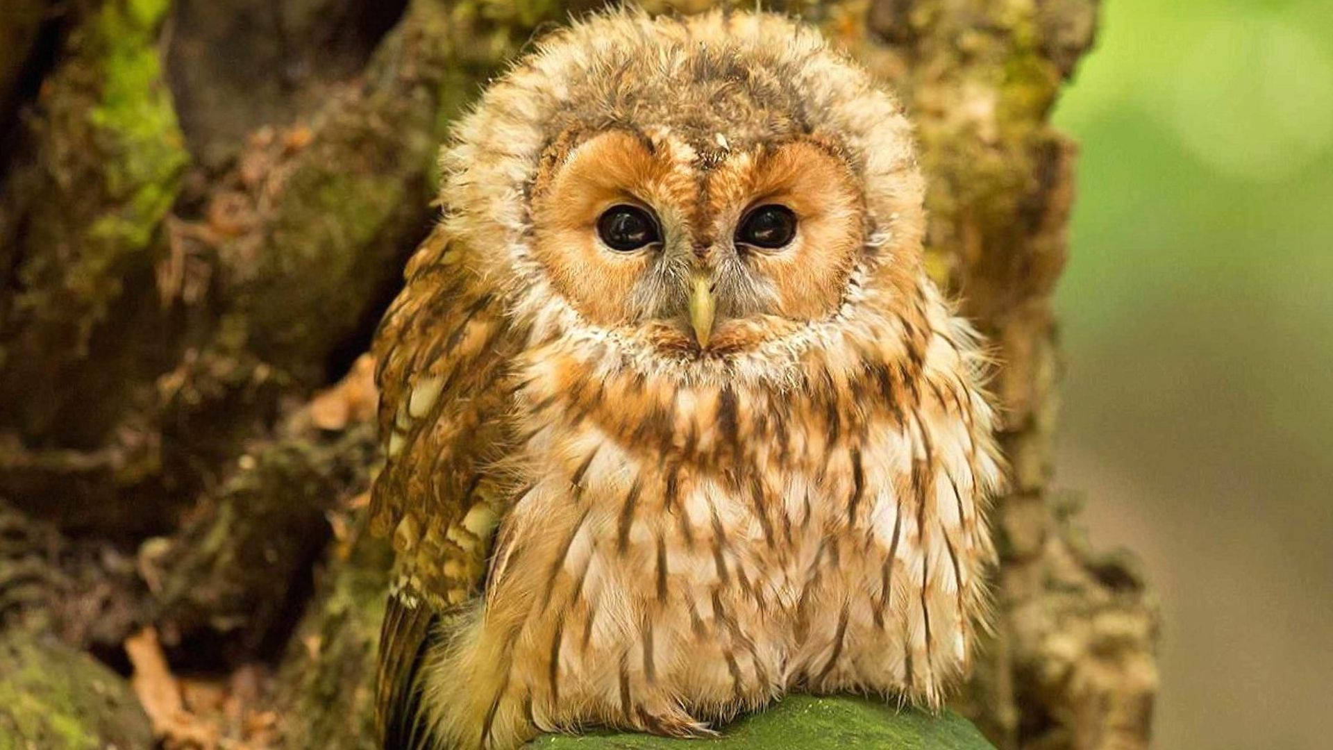Baby Owl 桌布 壁紙 — 森林中一隻毛茸茸的棕色貓頭鷹，有著大大的黑色眼睛，棲息在長滿苔蘚的樹枝上的特寫。