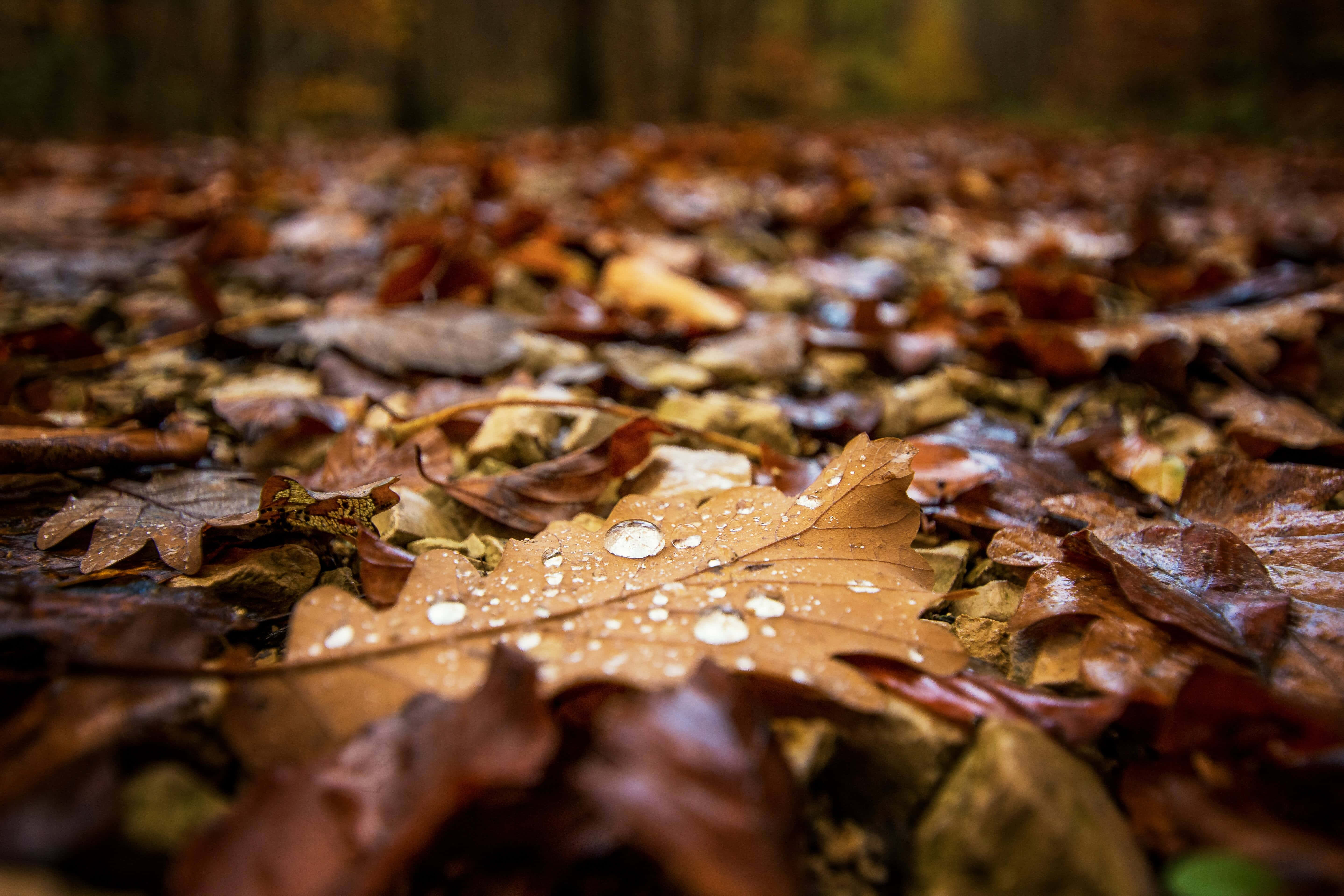 Fall Rain 桌布 壁紙 — 森林中潮濕秋葉的特寫，棕色表面上閃爍著露珠。