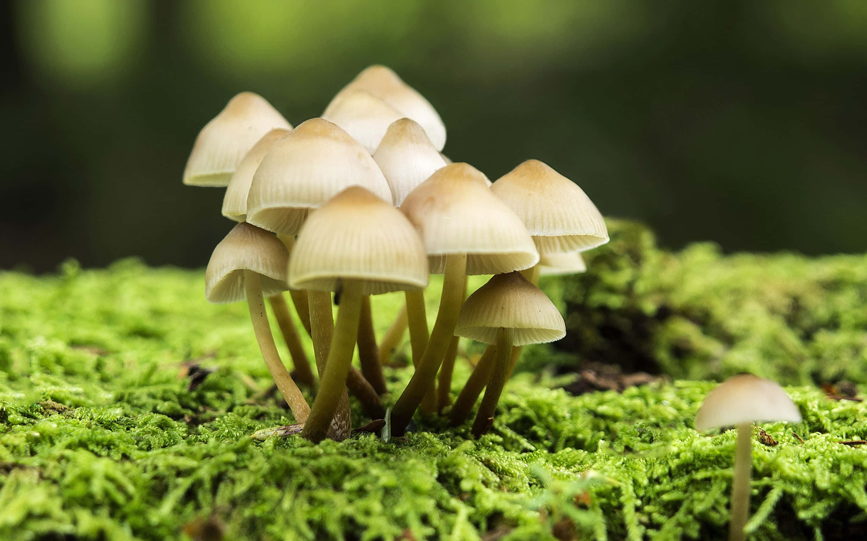 森林中苔蘚上生長的蘑菇 壁紙