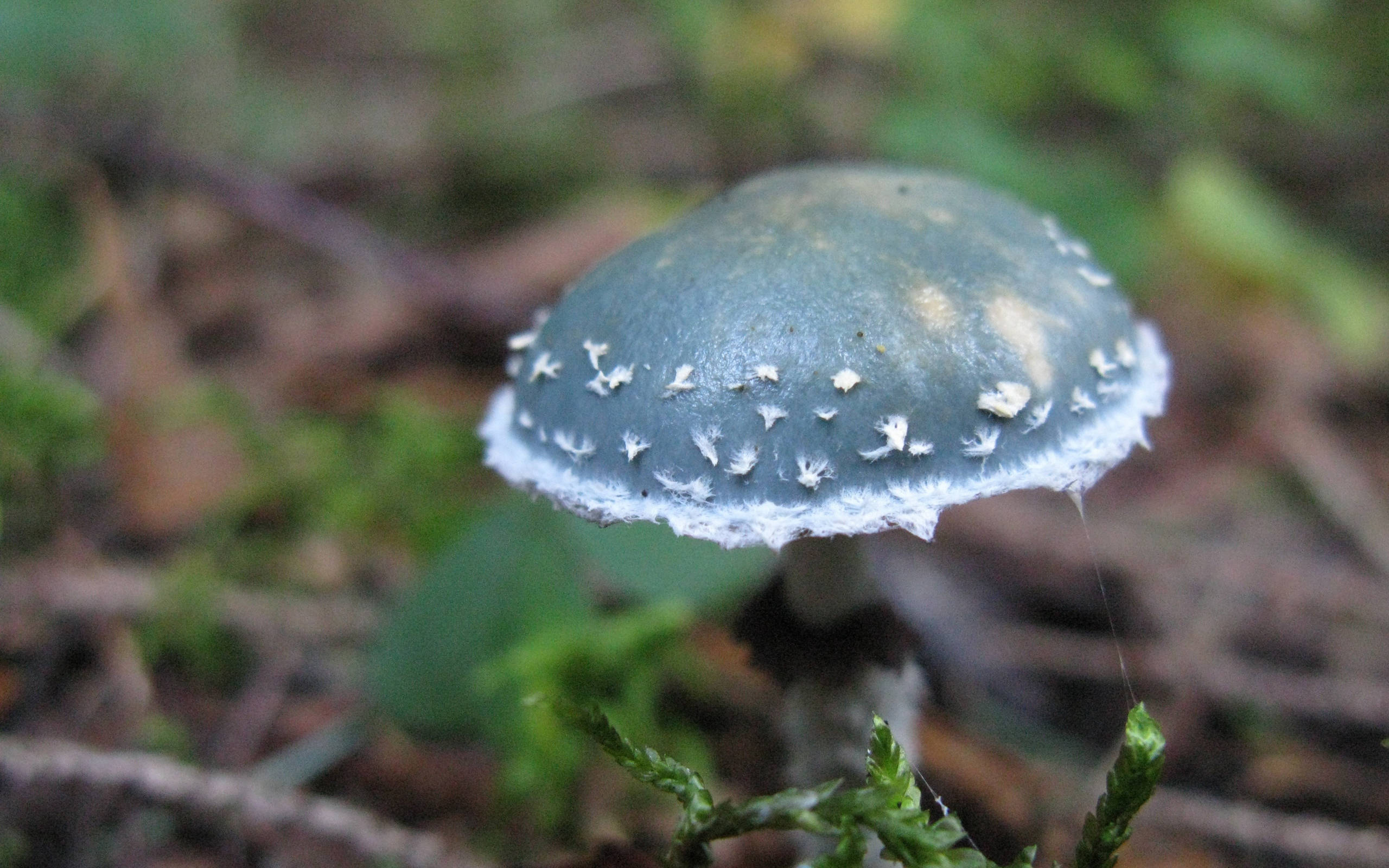 Cute Mushroom 桌布 壁紙 — 森林中苔蘚和落葉間生長的藍綠色蘑菇特寫，帶有白色斑點。