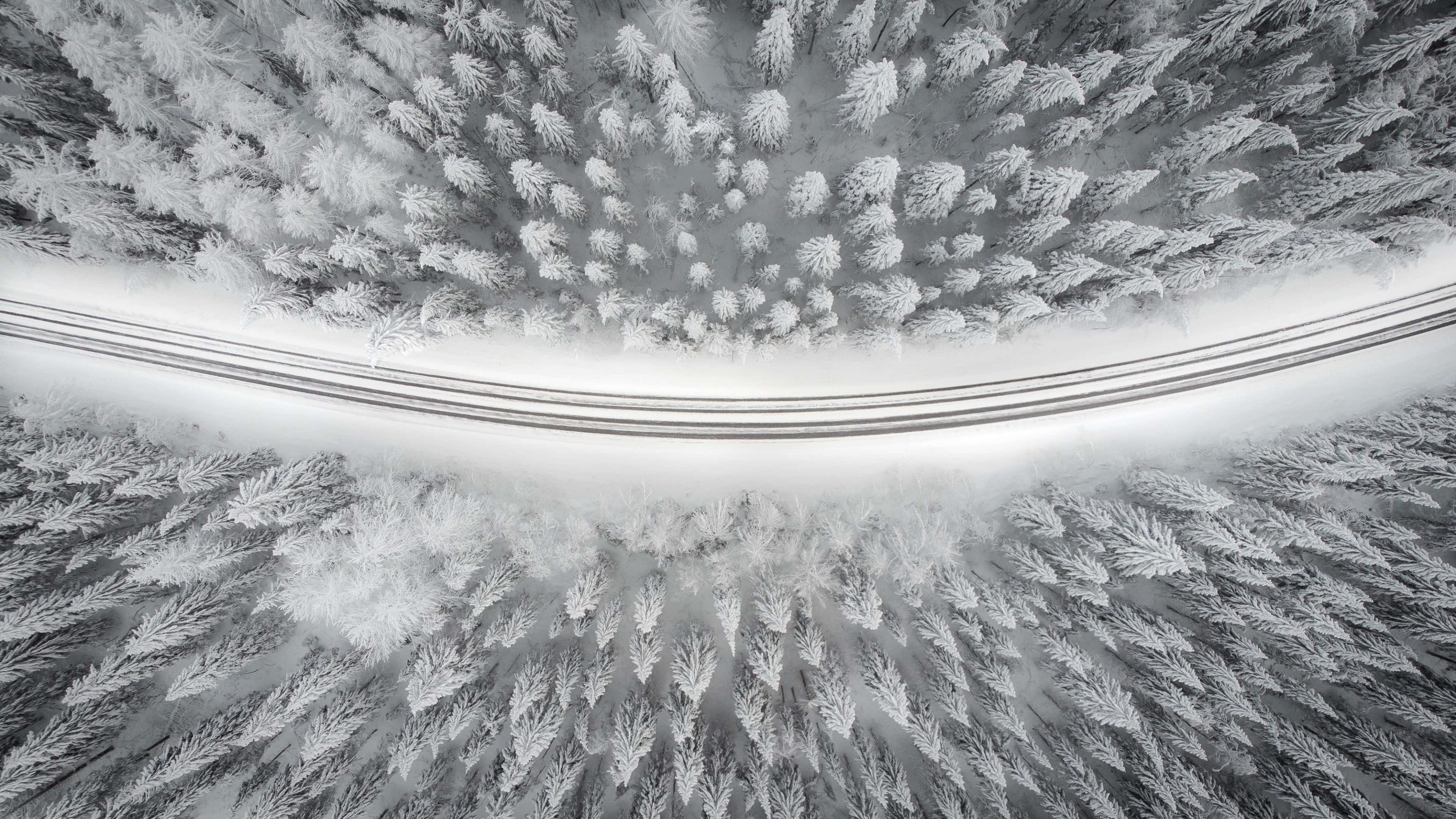 森林中雪路的黑白照片 壁紙