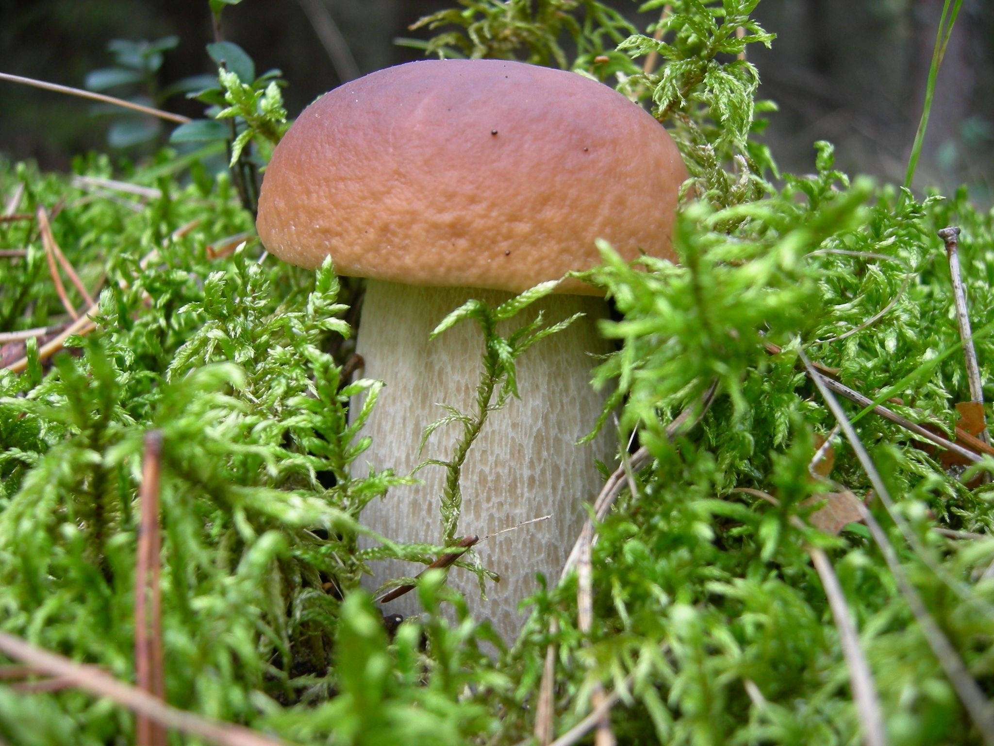 Mushroom 桌布 壁紙 — 森林地面上，一顆棕色帽菇從鮮綠色苔蘚中冒出的特寫。