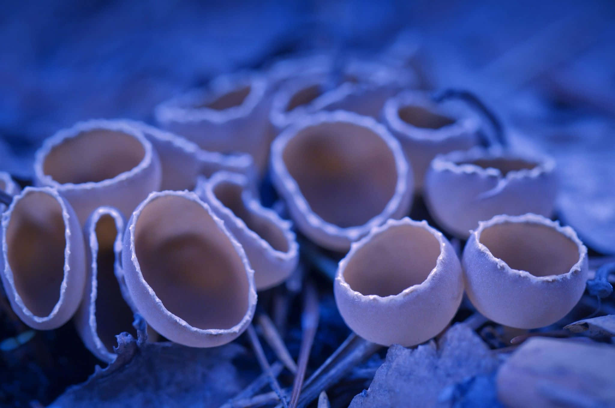 fungus 桌布 壁紙 — 森林地面上，在冷藍光下發光的精緻杯狀真菌特寫。