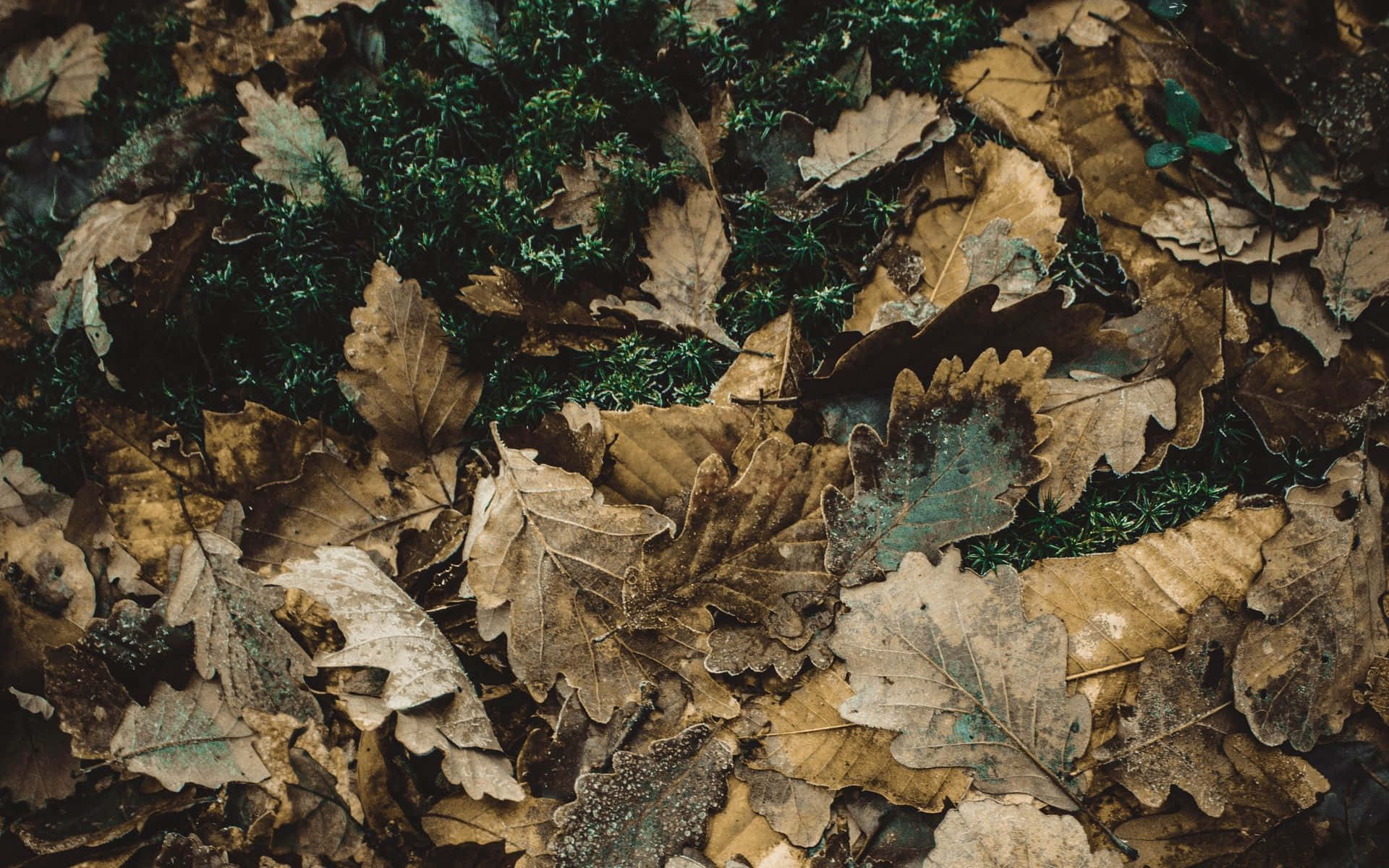 Green And Brown 桌布 壁紙 — 森林地面上鮮綠色苔蘚上散落著乾燥棕色橡樹葉的特寫。