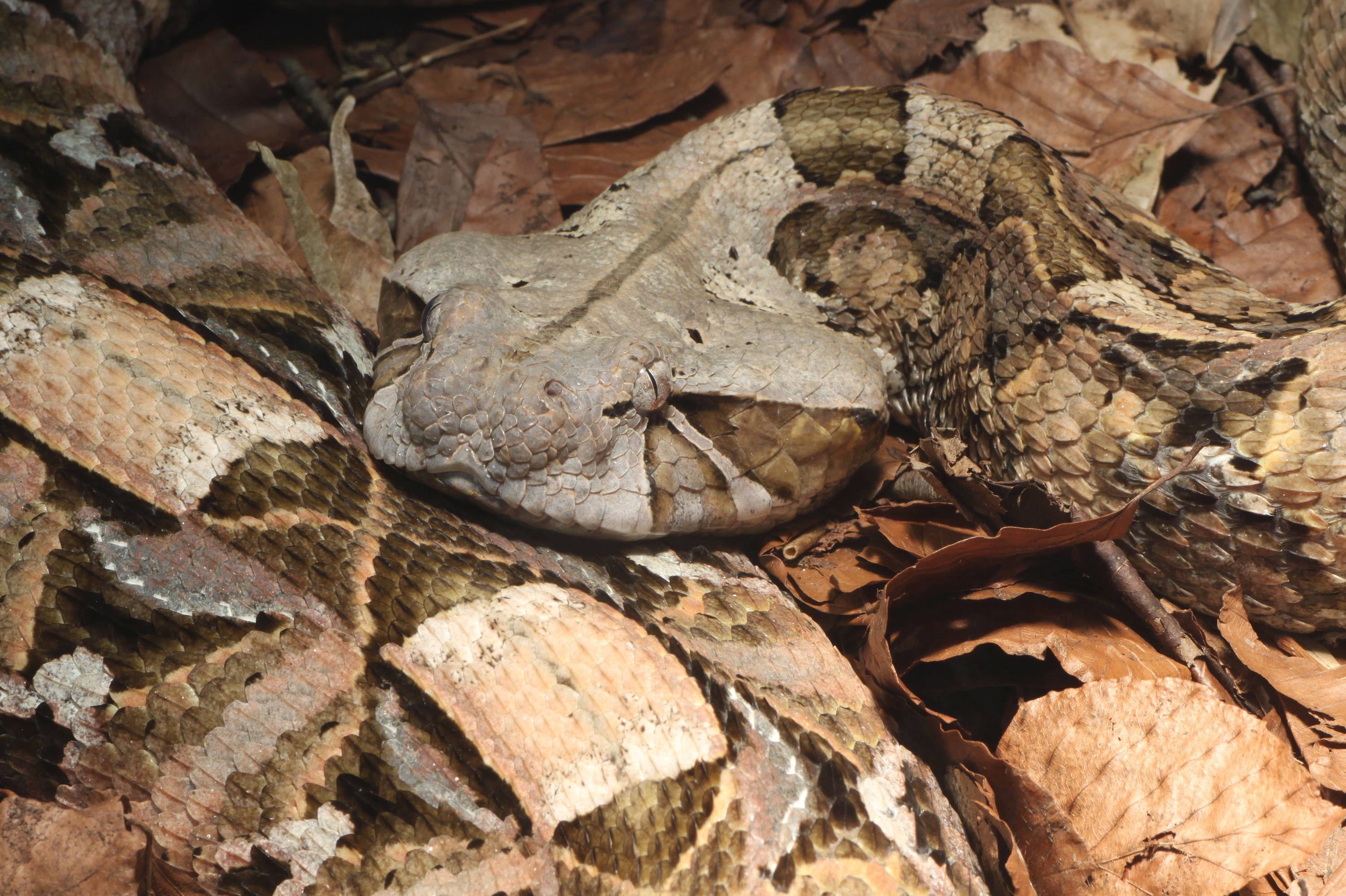 reptile 桌布 壁紙 — 森林地面環境中，一條偽裝的毒蛇蜷縮在乾燥的棕色樹葉中的特寫。