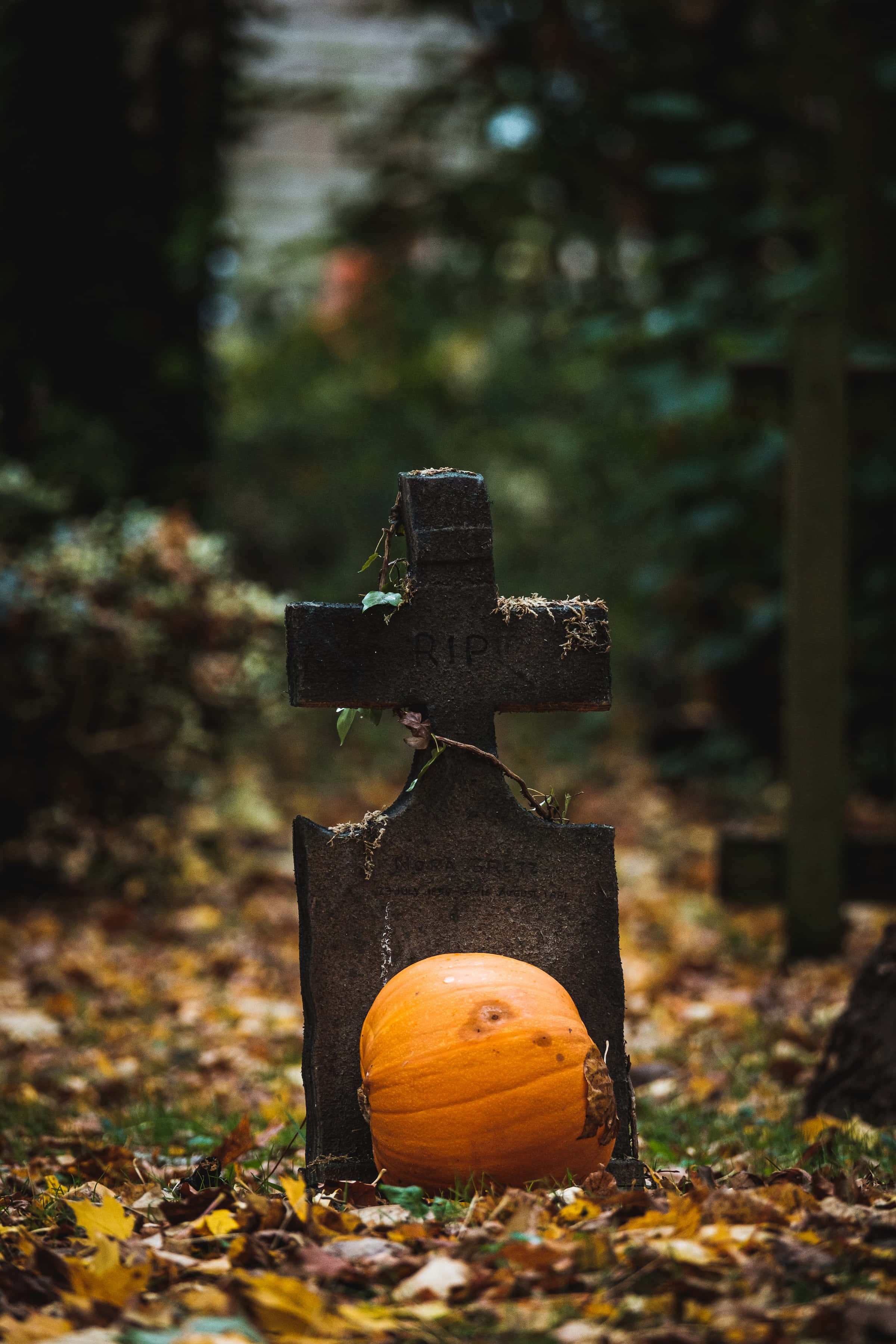 Halloween Pumpkin 桌布 壁紙 — 森林墓地中一塊風化的墓碑上刻有RIP，一個鮮橙色的南瓜放在其底部，周圍是秋天的落葉。