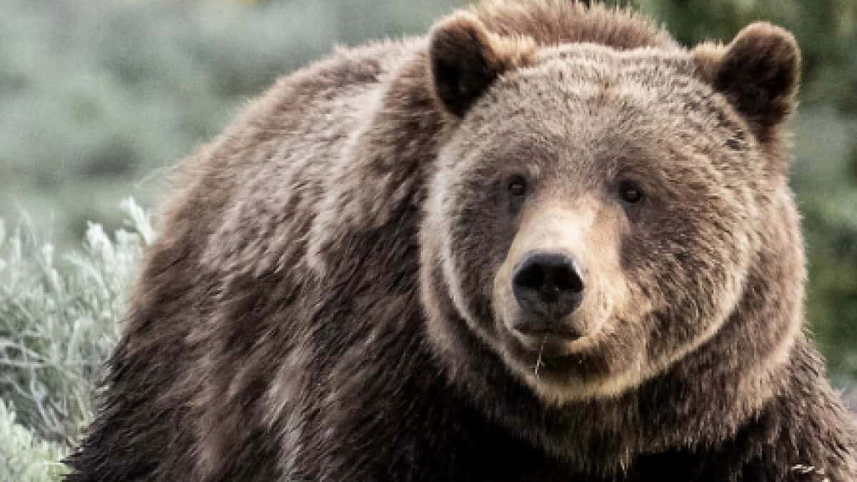 grizzly bear 桌布 壁紙 — 森林環境中，一隻毛髮濃密的大棕熊近距離凝視著相機。