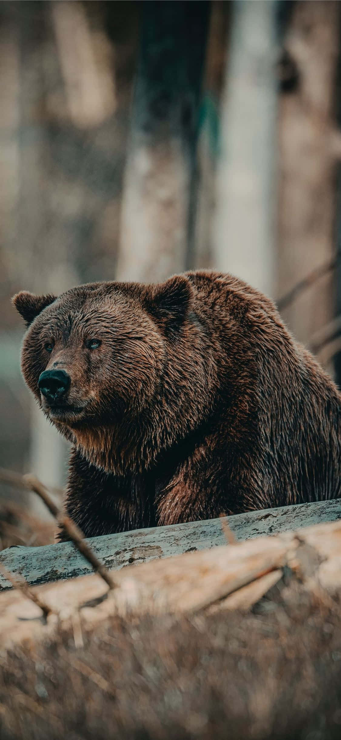 Cool Bear 桌布 壁紙 — 森林環境中，一頭毛髮濃密的棕熊在圓木後休息的特寫。
