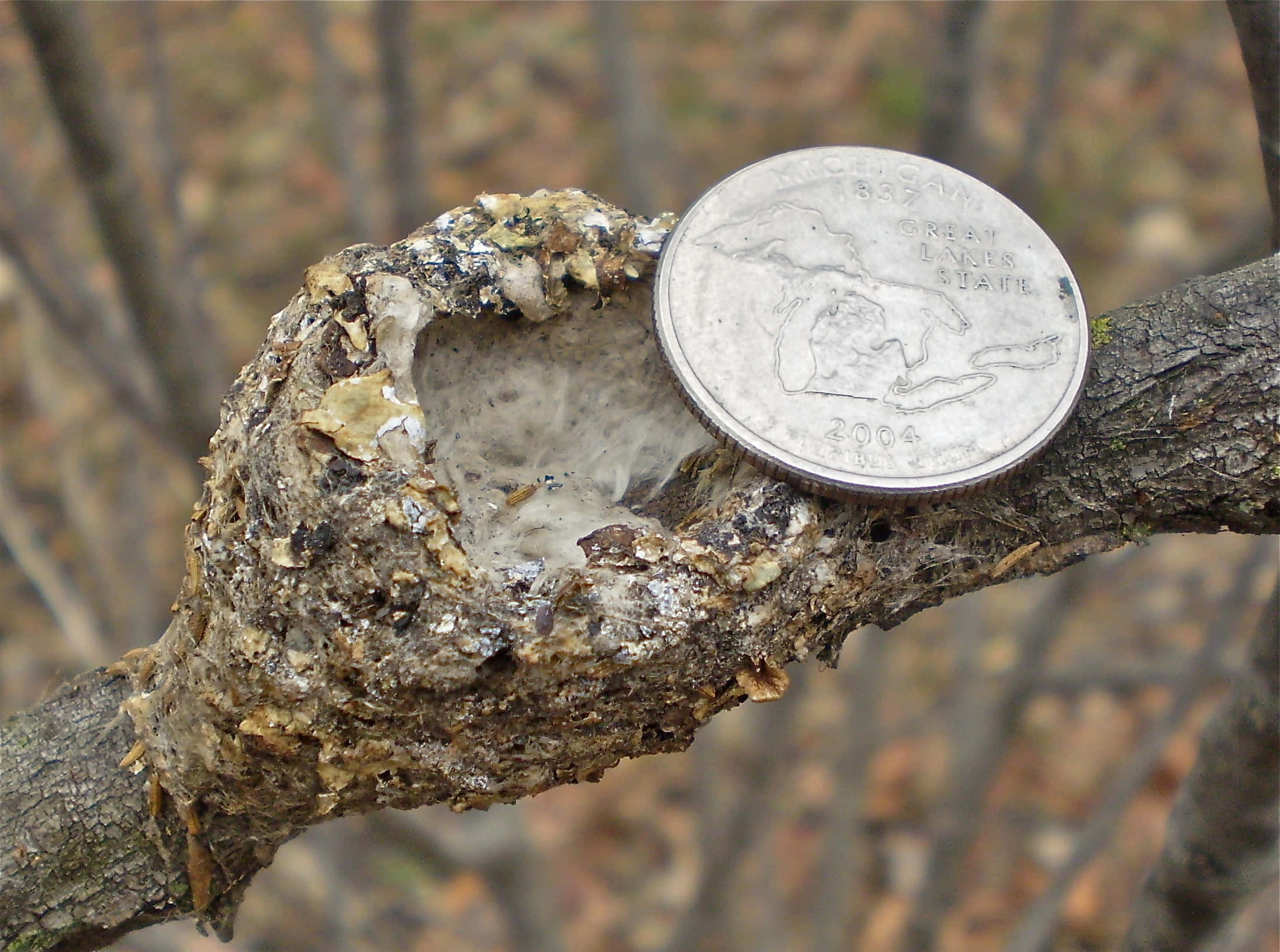 Hummingbird Nest 桌布 壁紙 — 森林環境中，樹枝上一個風化的昆蟲巢穴，旁邊放有一枚2004年密西根州25美分硬幣作為比例參考。