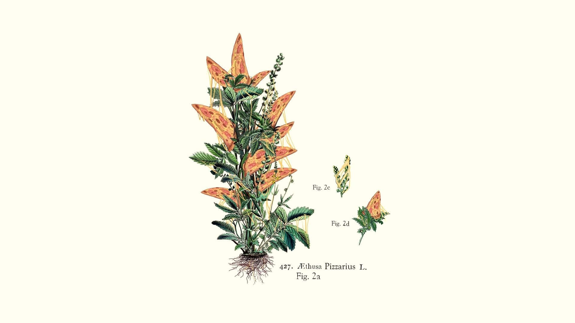 桌布 壁紙 — 植物學插圖，描繪一棵植物，其花朵被披薩片取代，背景為奶油色。