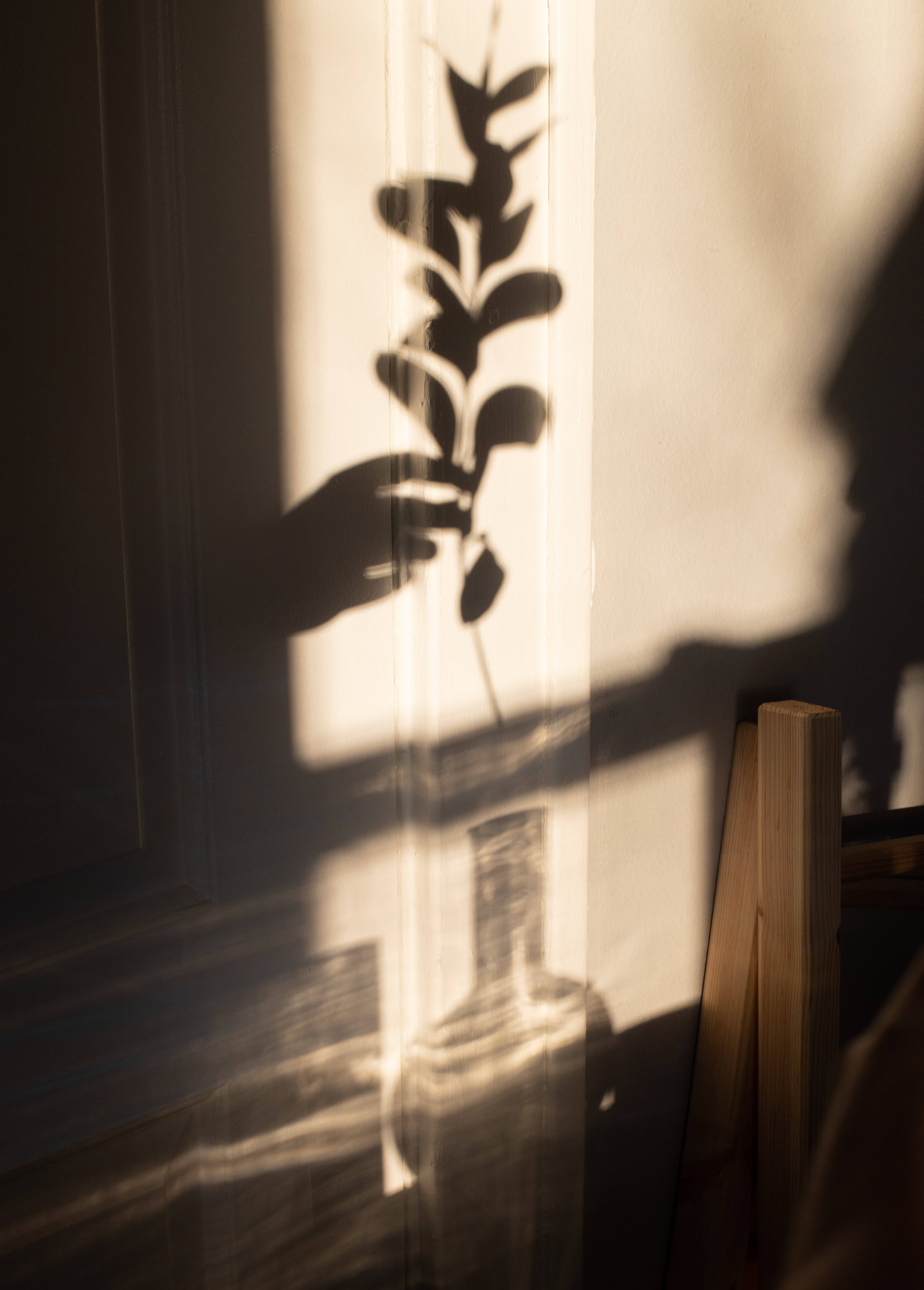 Plant Aesthetic 桌布 壁紙 — 植物的剪影在陽光照耀的牆壁上投射出戲劇性的陰影，旁邊是一張木椅和一個玻璃瓶。