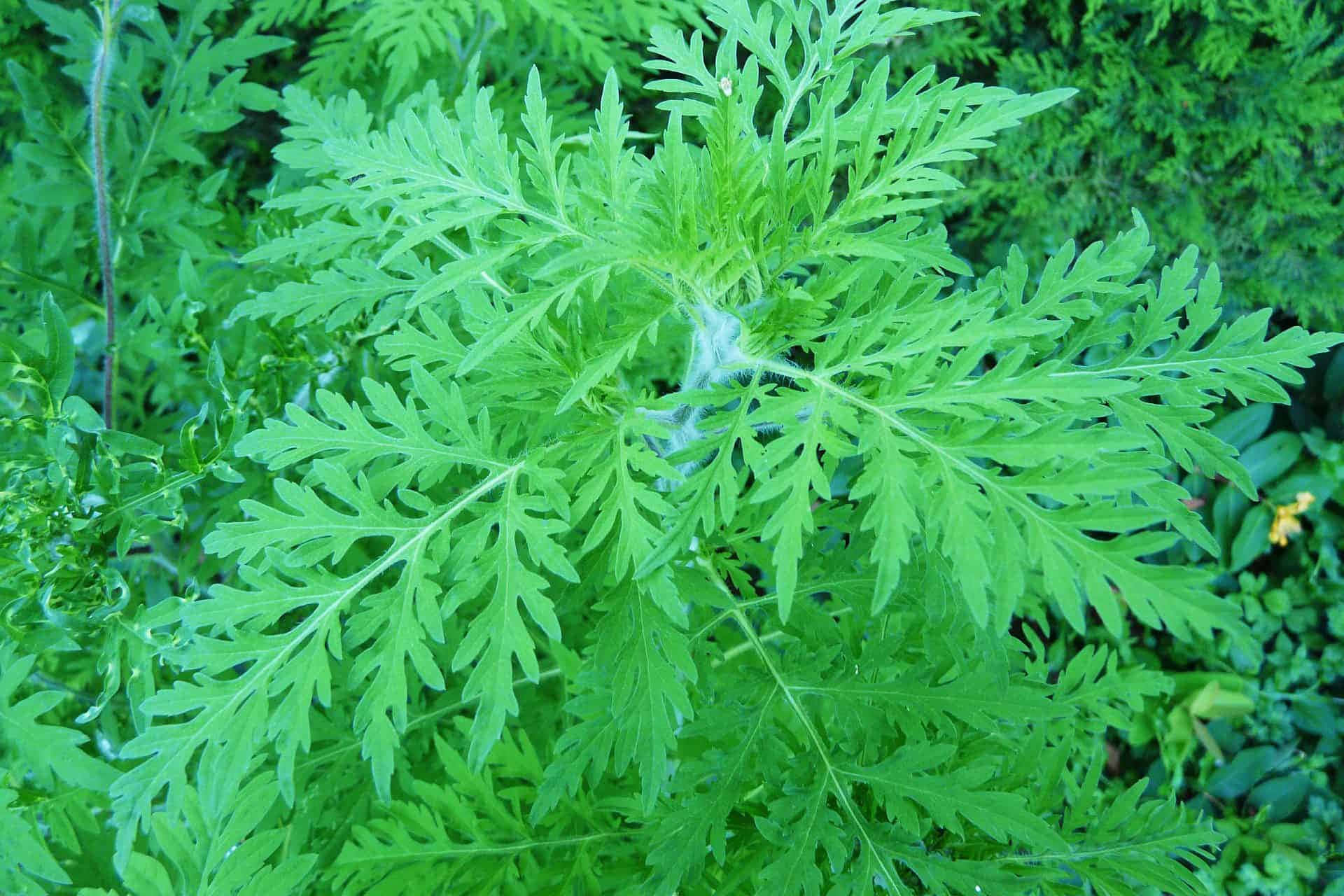 Plant 桌布 壁紙 — 植物鮮豔的綠色羽毛狀葉片，帶有複雜的葉脈，其中還藏著精緻的蜘蛛網。
