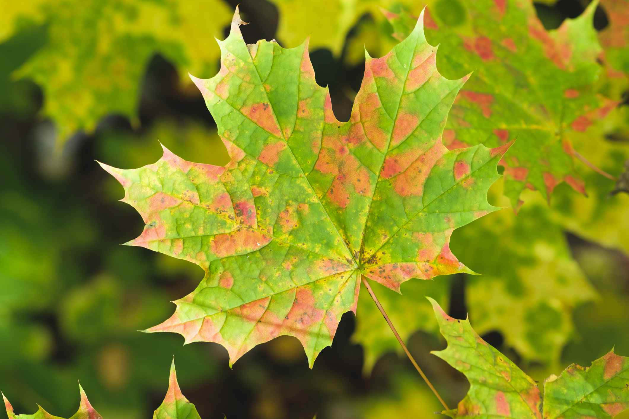 Maple Leaf 桌布 壁紙 — 楓葉由綠色過渡到充滿活力的橙色和紅色色調的特寫，背景是模糊的森林。