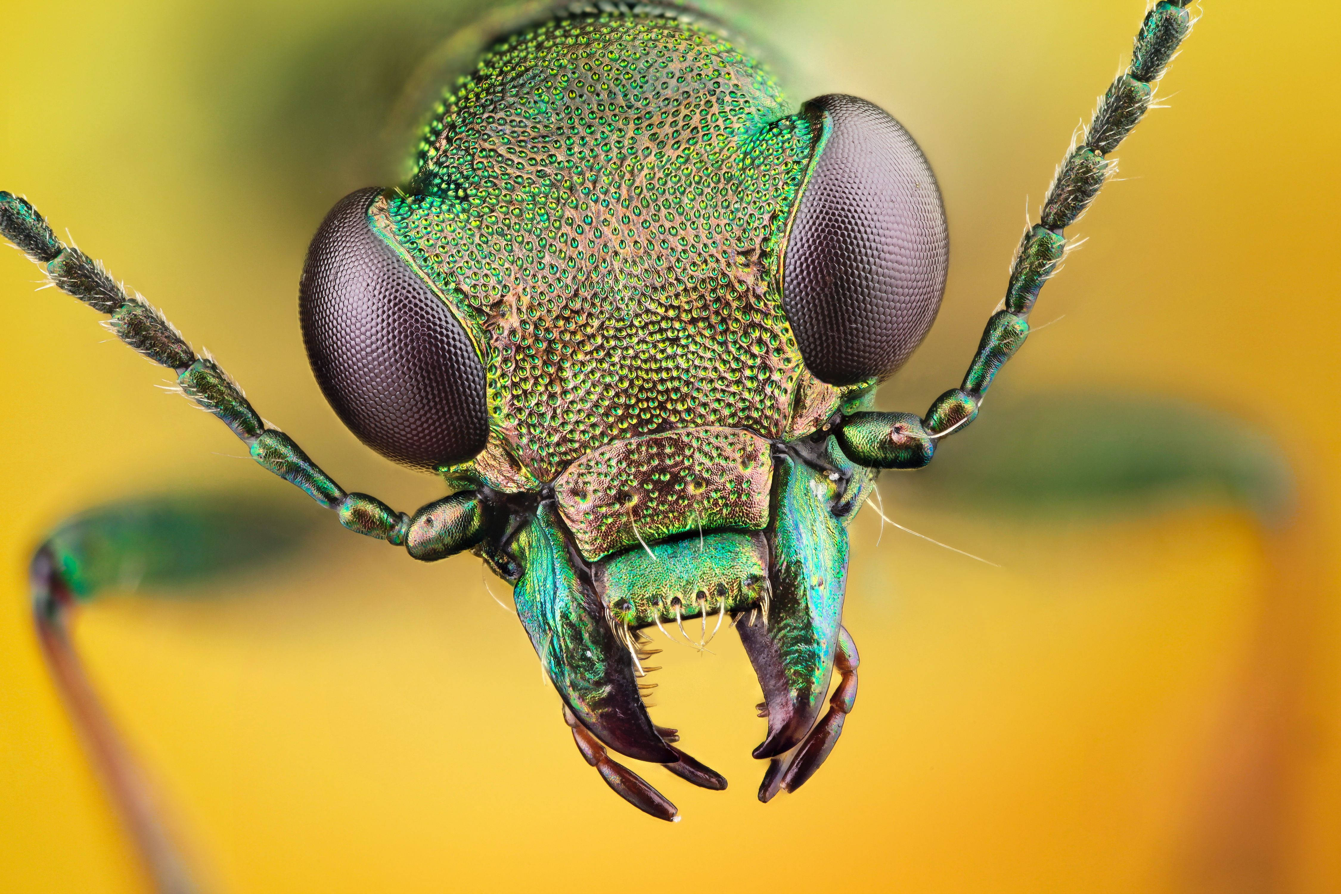Insect 桌布 壁紙 — 極端微距拍攝一隻金屬綠色甲蟲的頭部，具有大型複眼和詳細的大顎，背景為柔和的黃色。