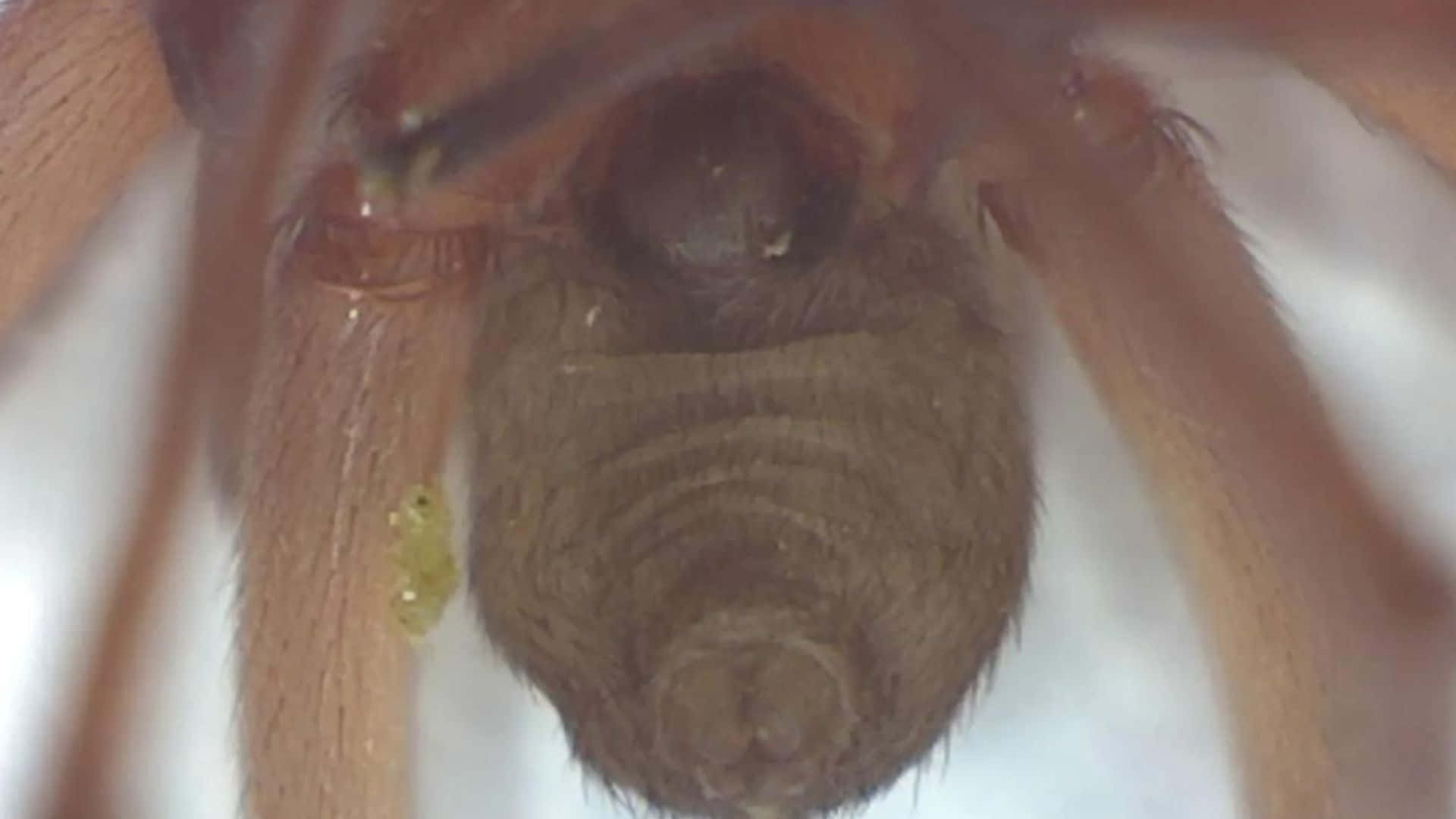 Brown Recluse Spider 桌布 壁紙 — 極端特寫：棕色蜘蛛的腹部和腿部，背景為柔和的白色。