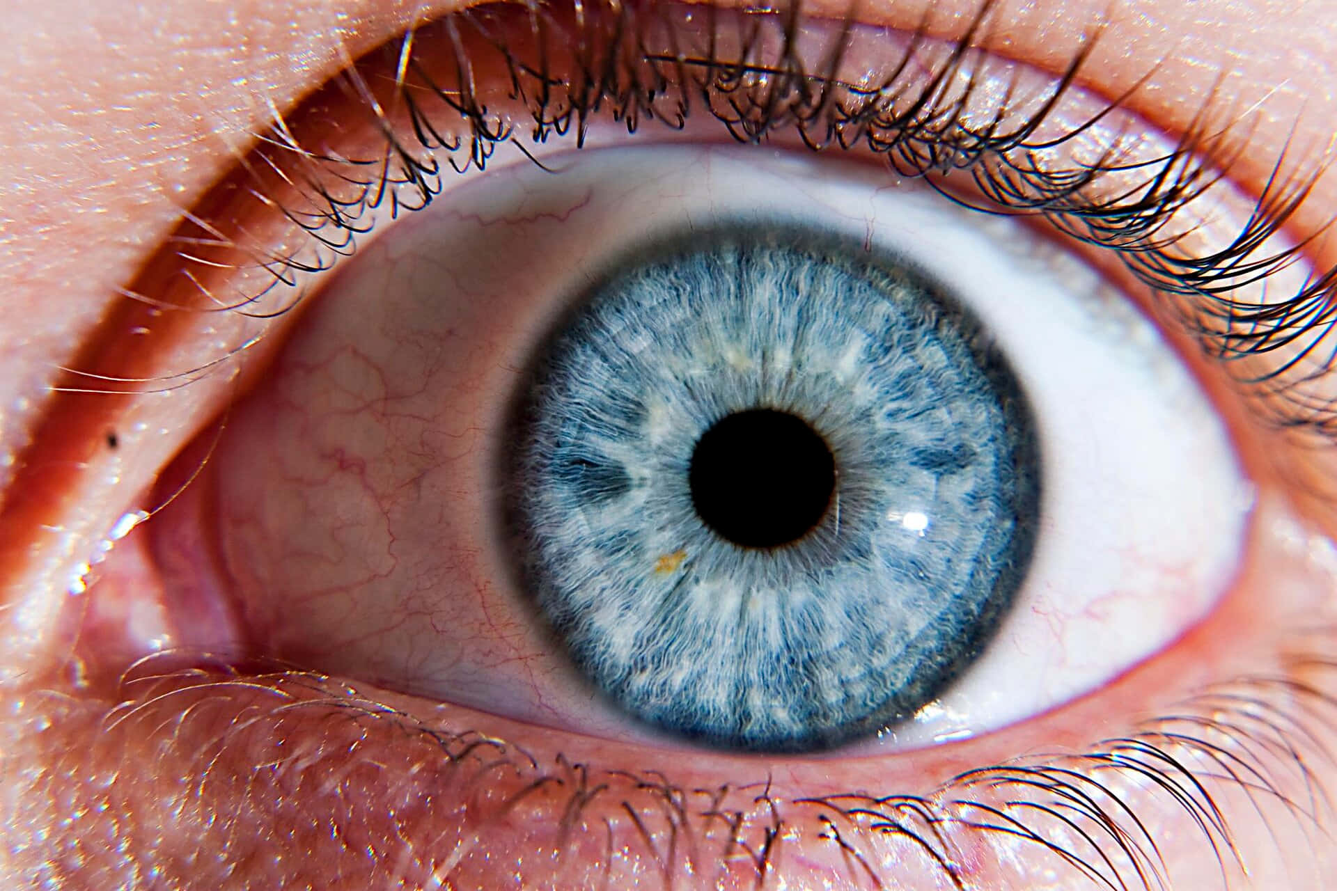 Eye 桌布 壁紙 — 極端特寫一個鮮豔藍色的人類眼睛，虹膜圖案細緻，睫毛長而濃黑。