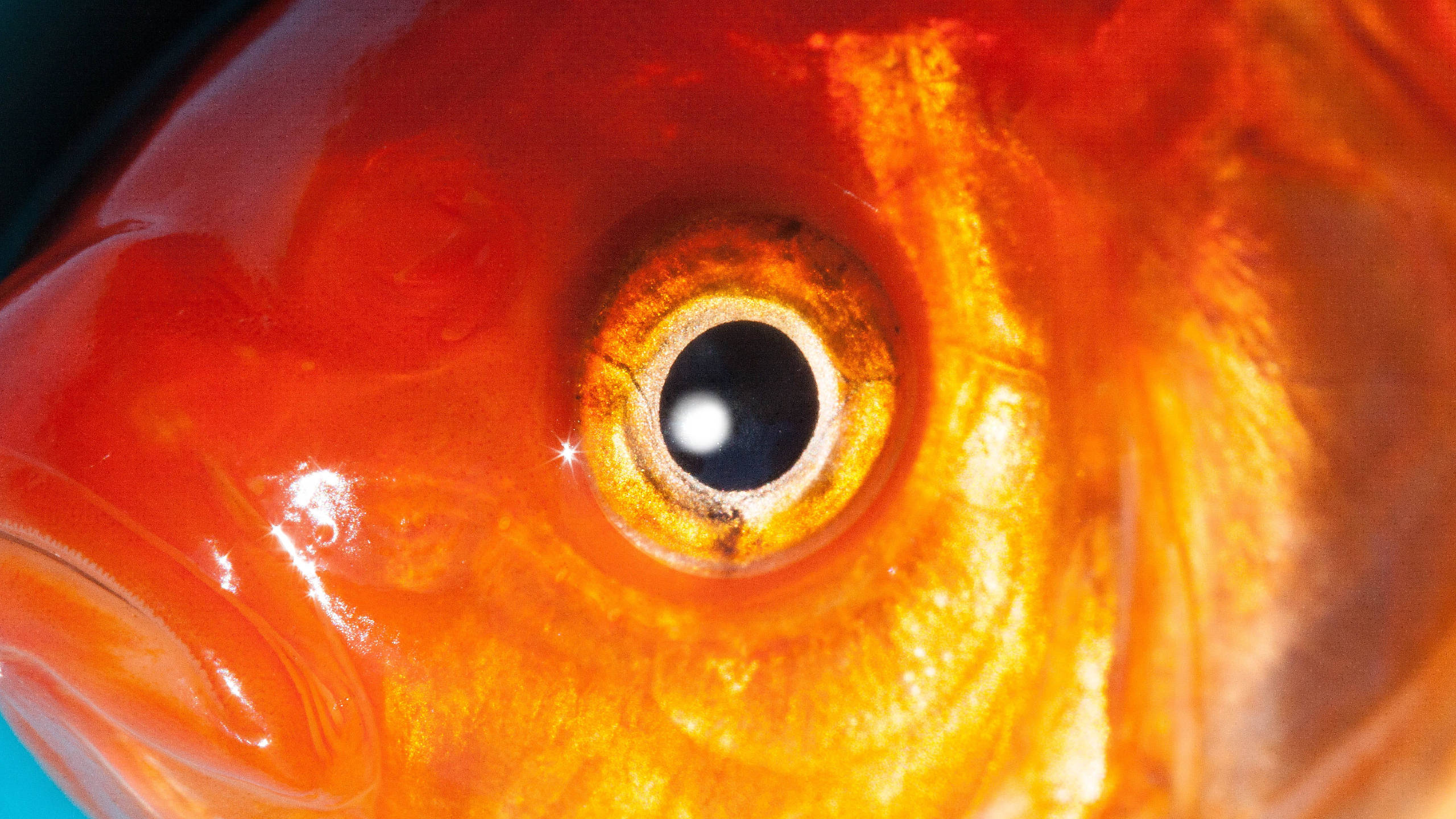 Goldfish 桌布 壁紙 — 極端特寫一條充滿活力的橙色魚眼，金色虹膜和閃亮鱗片反射光線。