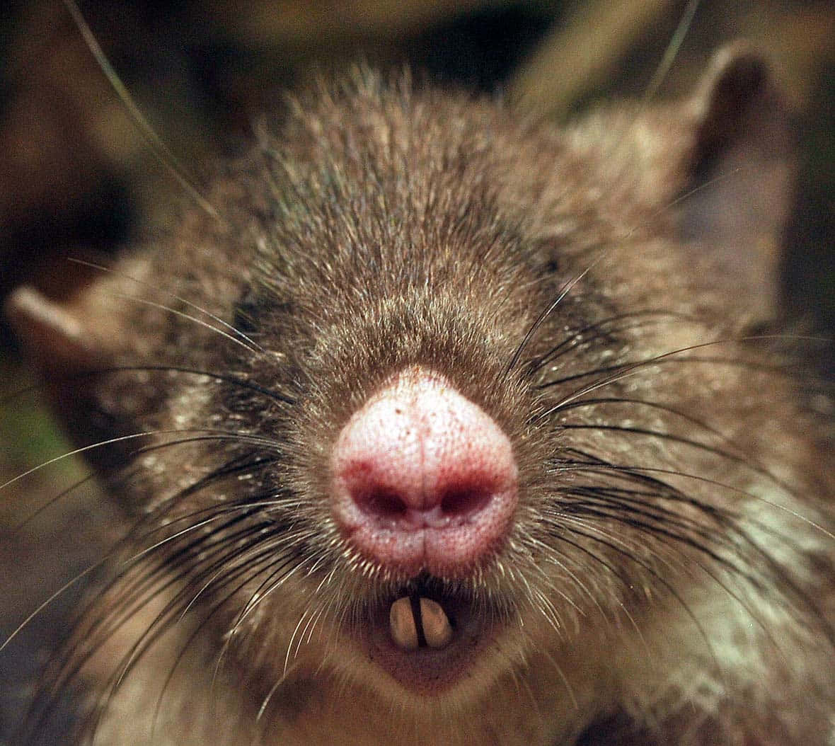 Rat 桌布 壁紙 — 極端特寫一隻棕色嚙齒動物的臉部，顯示粉紅色鼻子、鬍鬚和細小牙齒，背景模糊自然。