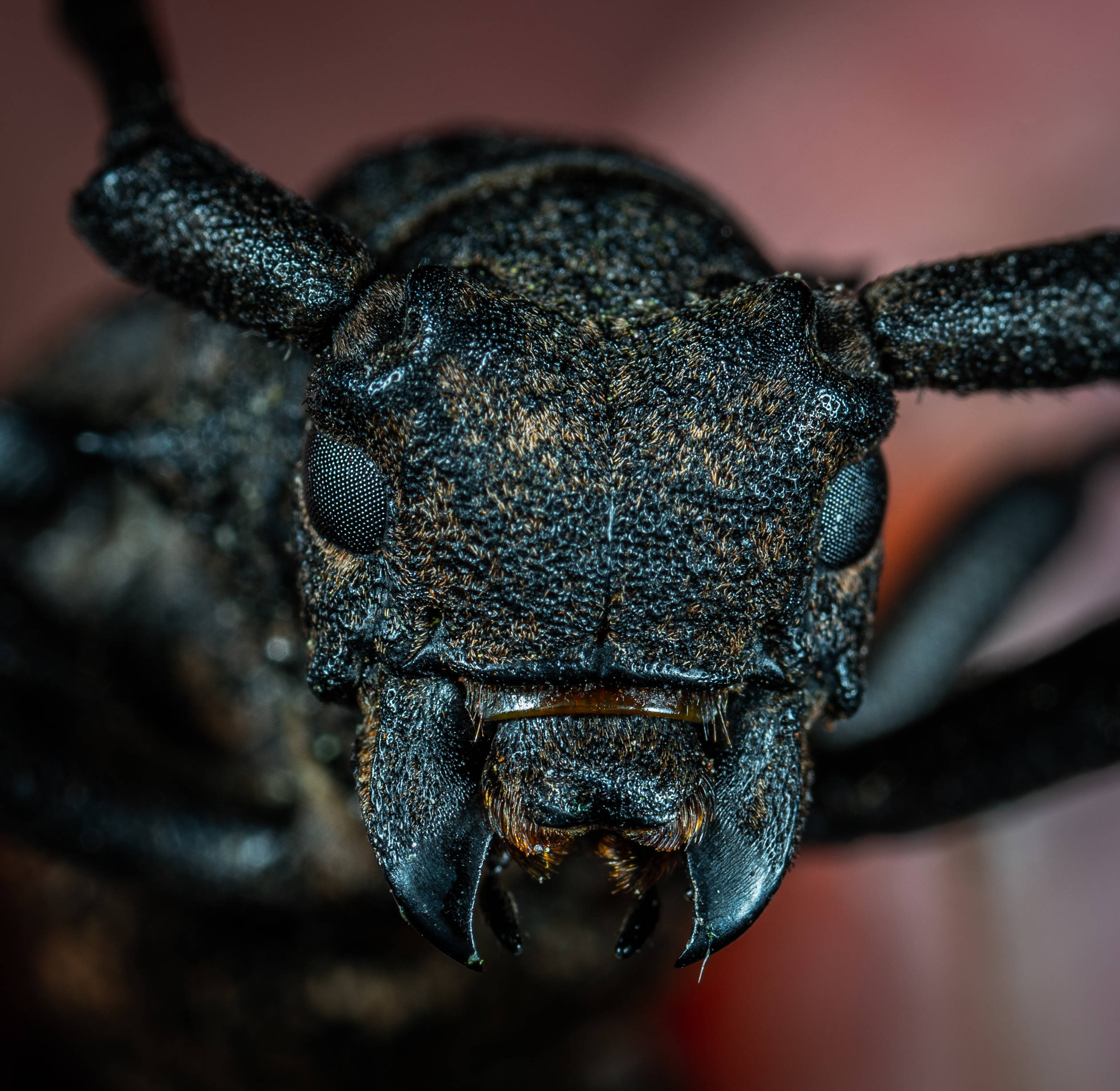 Insect 桌布 壁紙 — 極端特寫一隻深色紋理甲蟲的臉部，顯示出細緻的眼睛和鋒利的大顎，背景柔和模糊。