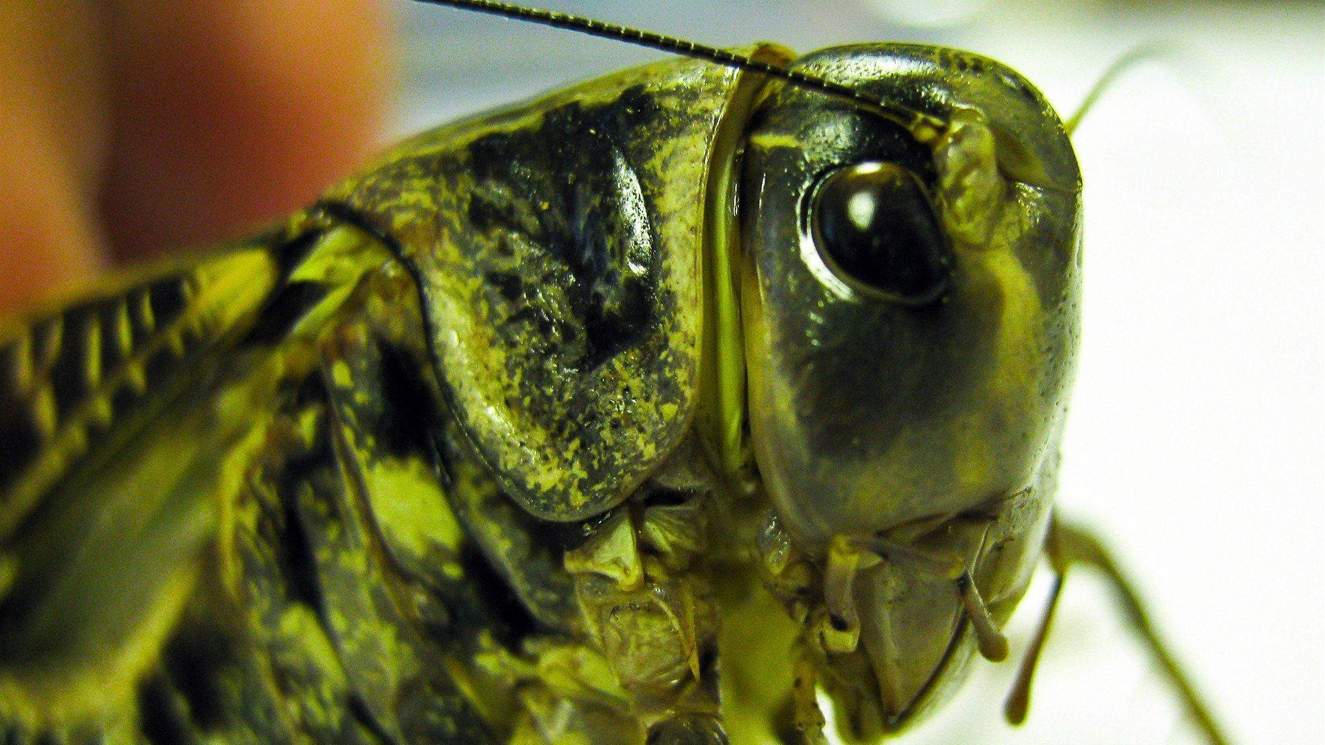 Grasshopper 桌布 壁紙 — 極端特寫一隻綠色和黑色昆蟲的頭部，顯示詳細的複眼和紋理外骨骼。