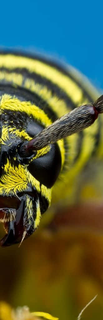 wasp 桌布 壁紙 — 極端特寫一隻黃黑條紋蜜蜂，帶有絨毛質感，背景是鮮豔的藍天。