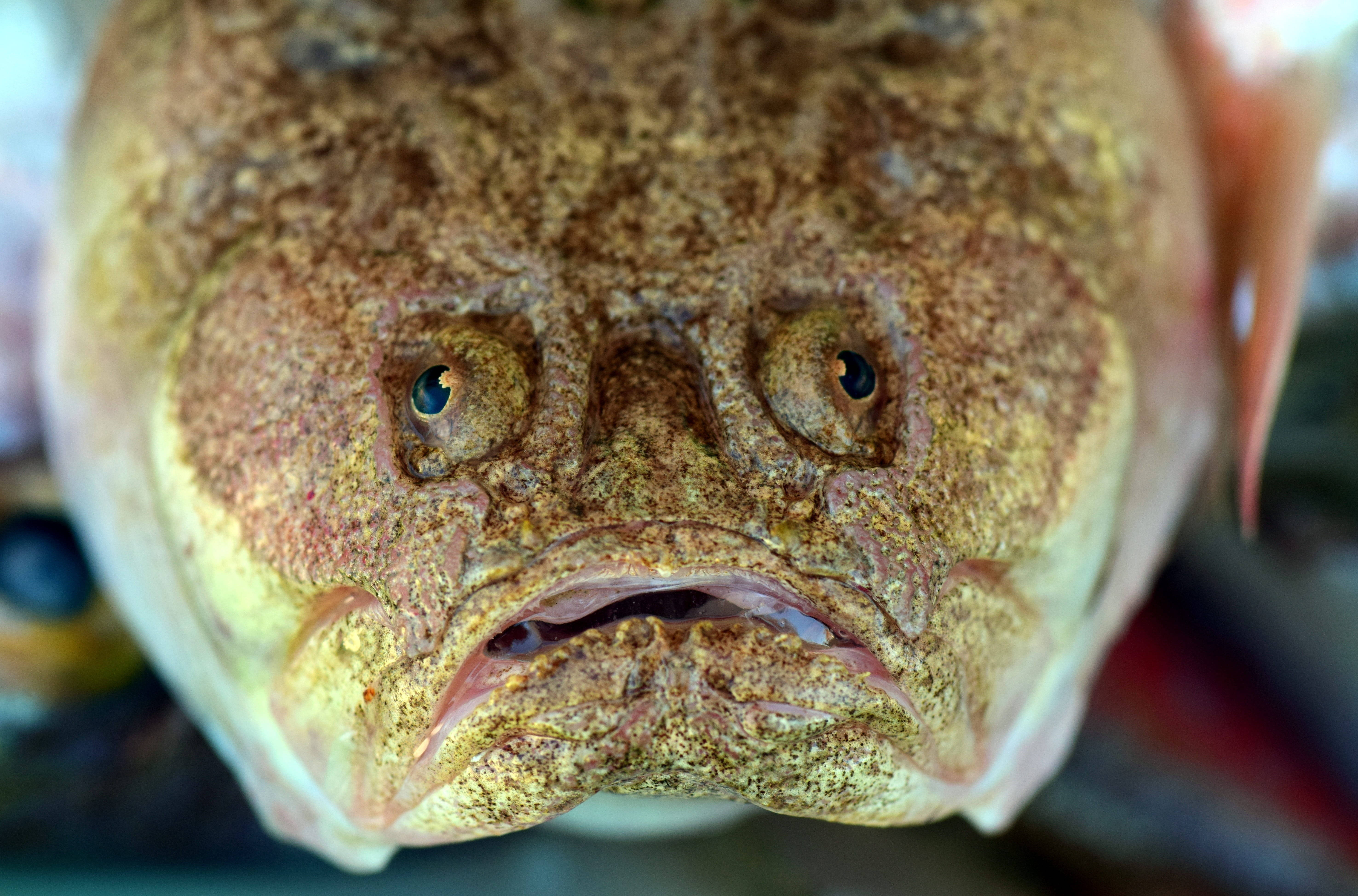 魚 桌布 壁紙 — 極端特寫的紋理比目魚臉部，有大眼睛和向下彎的嘴巴。