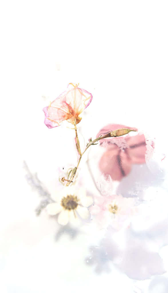 極簡美學背景