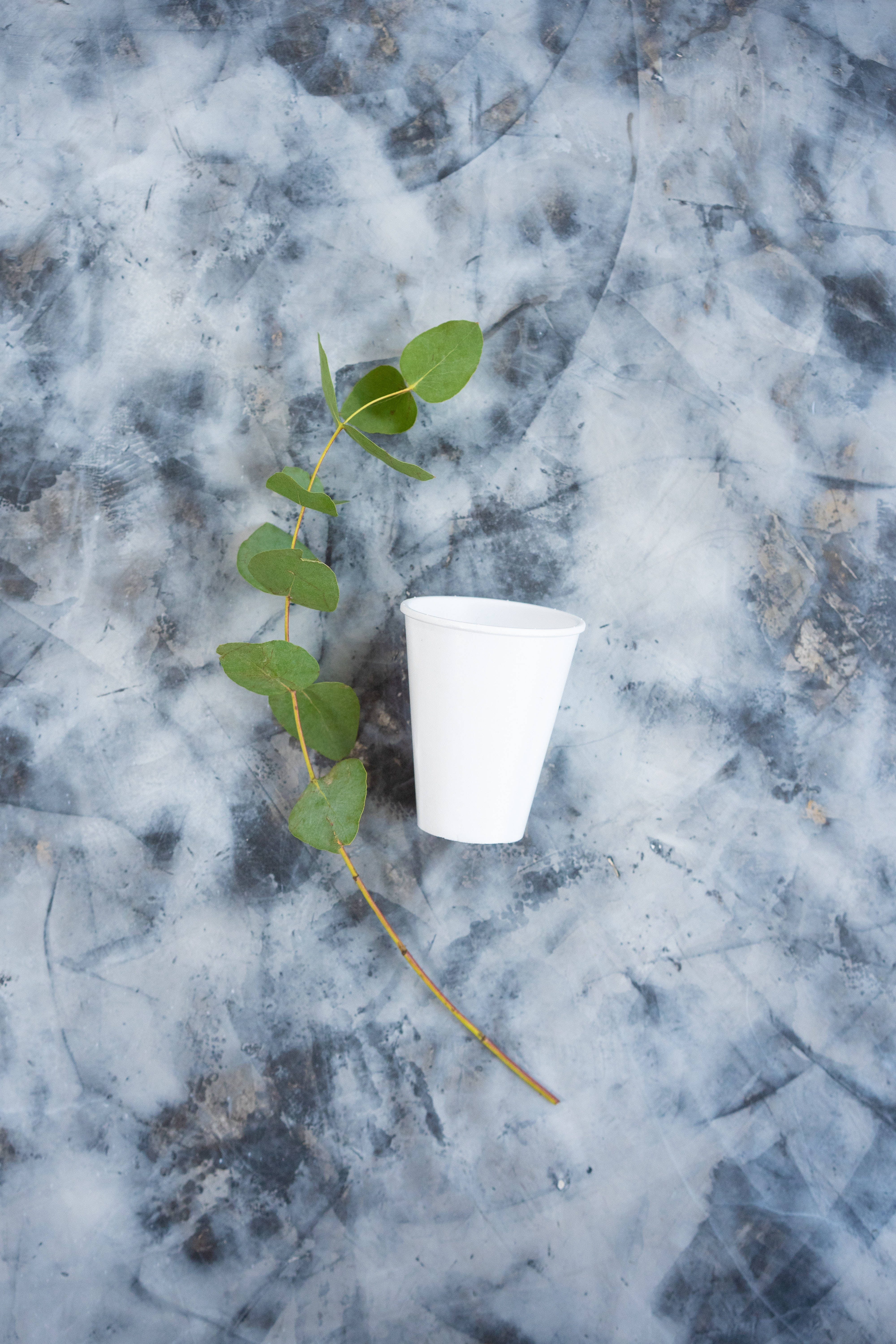 Leaves 桌布 壁紙 — 極簡風格平鋪構圖，白色紙杯與新鮮尤加利枝條置於紋理灰色混凝土表面上。
