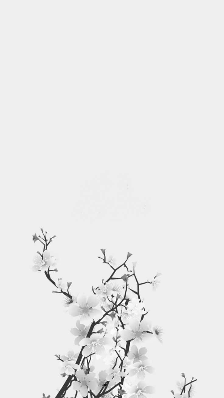 黑白 桌布 壁紙 — 極簡黑白插圖，描繪柔和的灰色背景上盛開的細膩櫻花枝條。