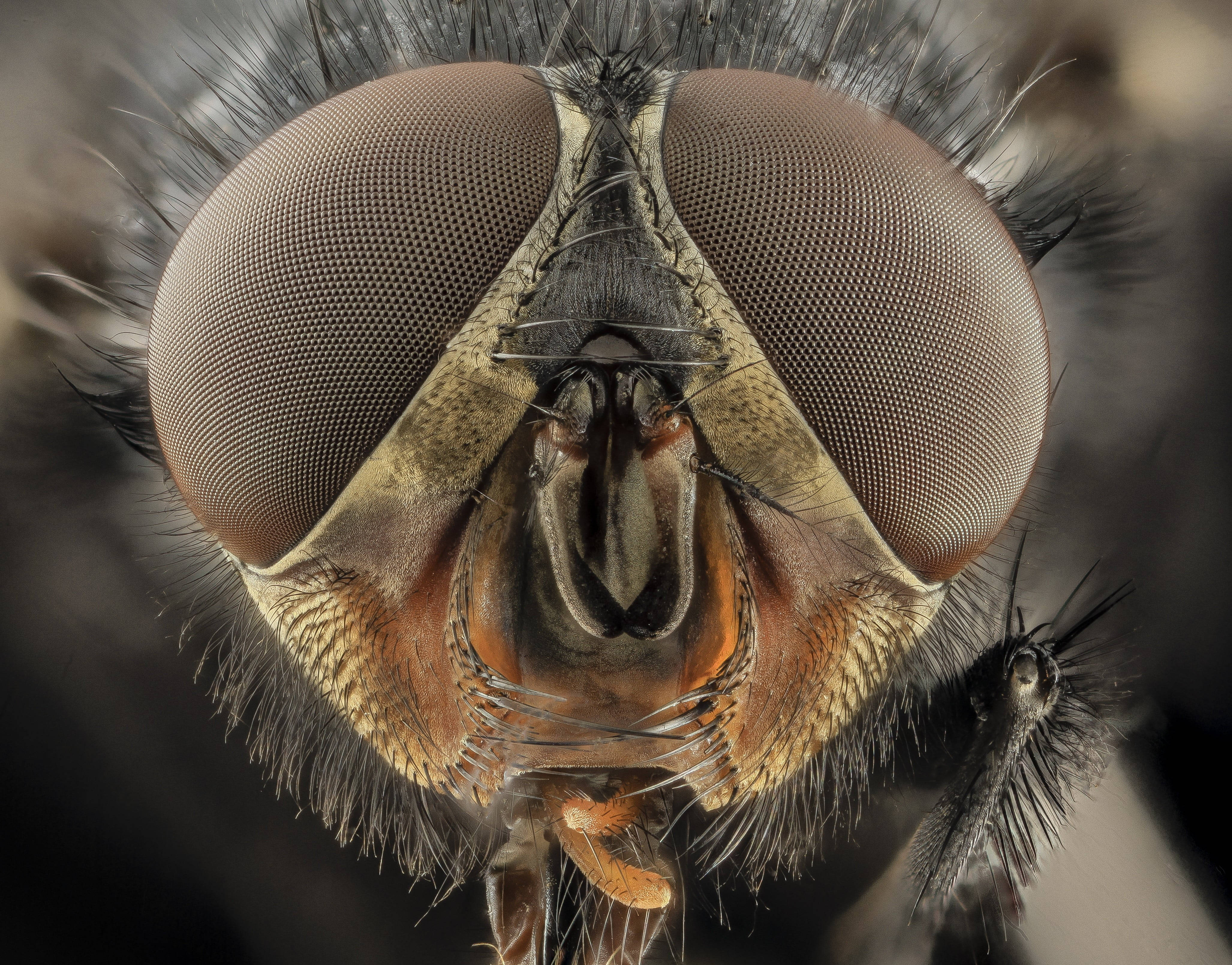 fly 桌布 壁紙 — 極致微距鏡頭揭示蒼蠅複眼和絨毛臉部毛髮的複雜紋理。