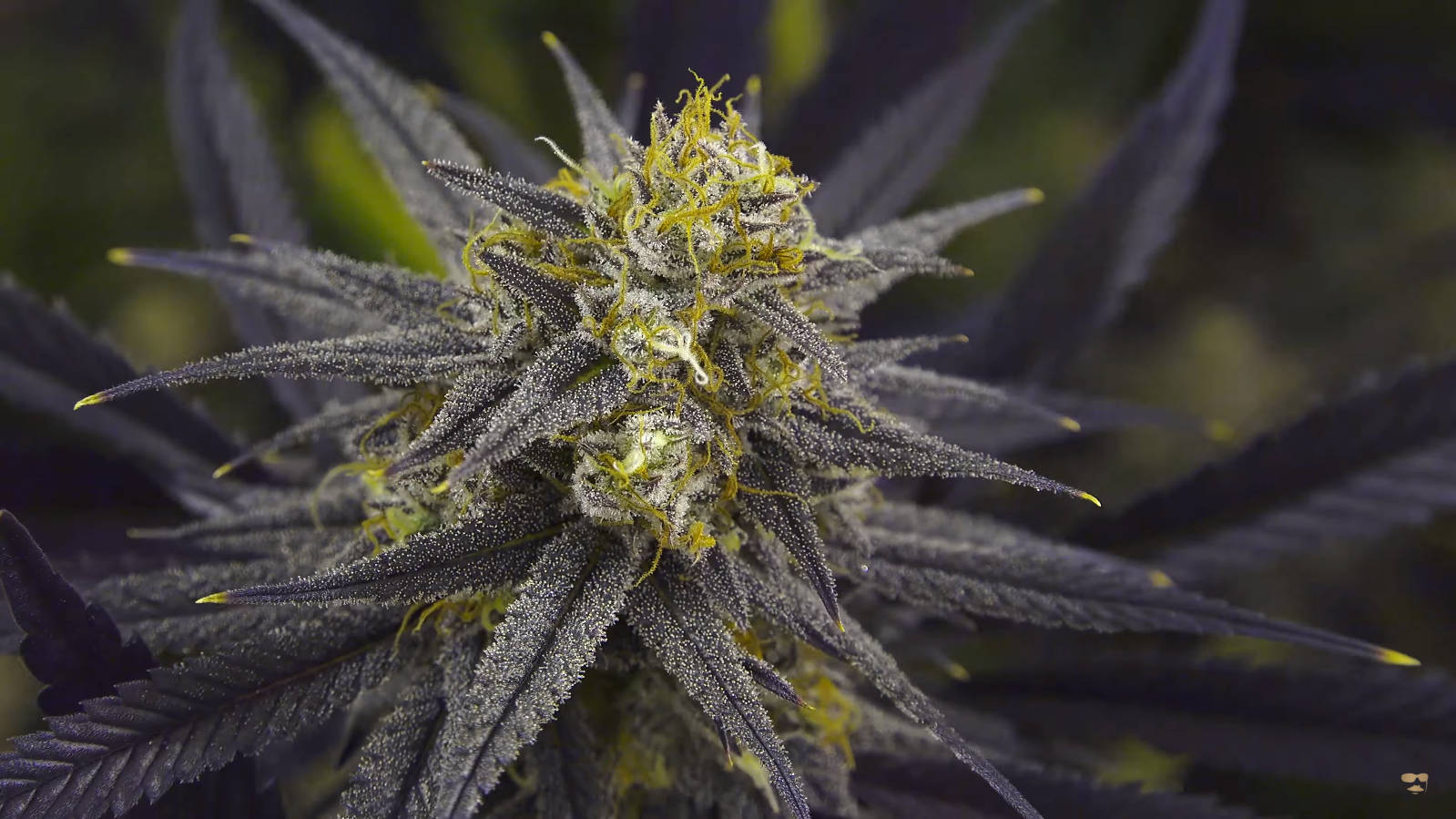 深紫色大麻花蕾，焦點在霜狀毛狀體和黃色雌蕊上。