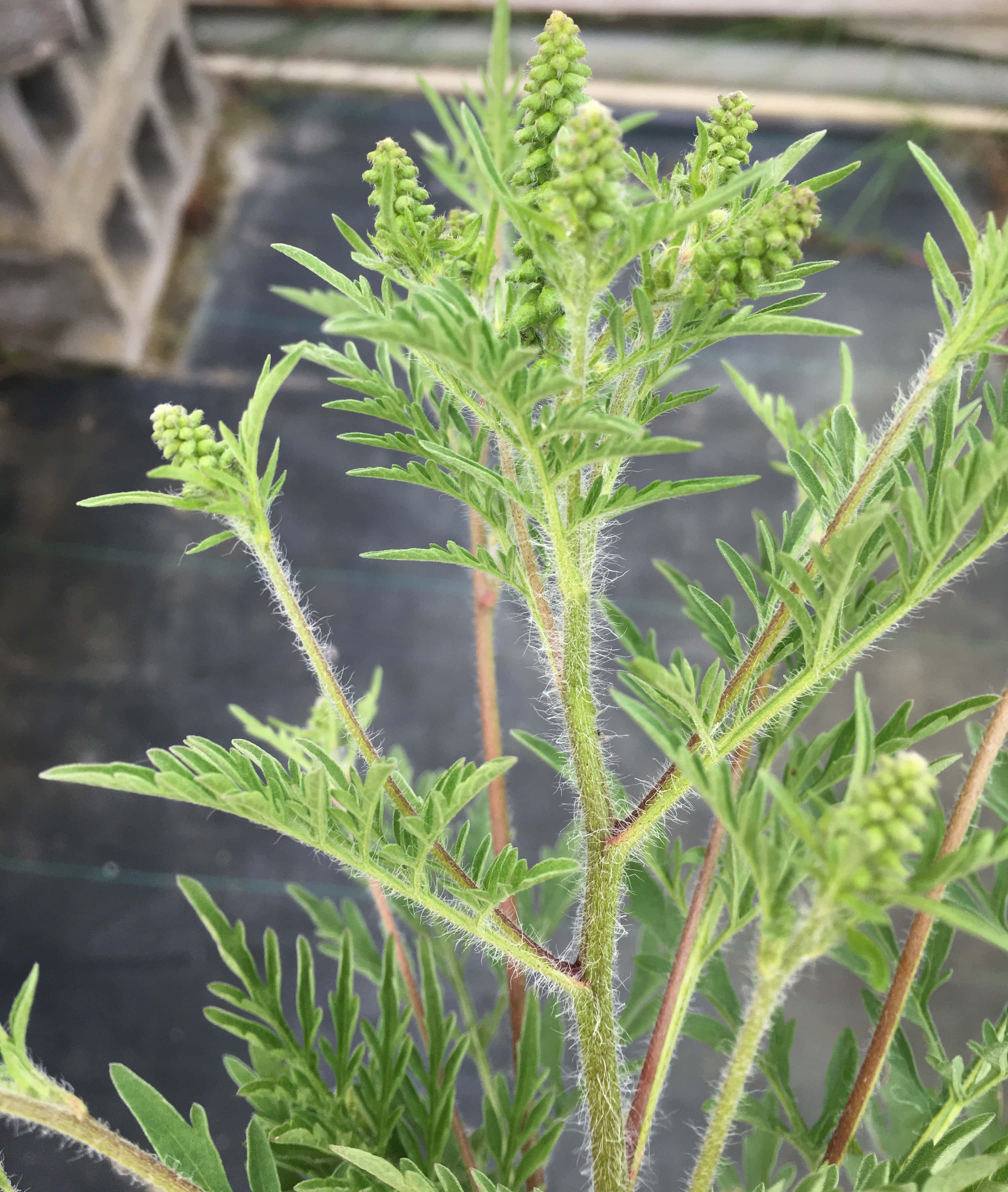 Plant 桌布 壁紙 — 模糊深色背景下，一株帶有羽毛狀葉片和花蕾簇的毛茸茸綠色植物的特寫。