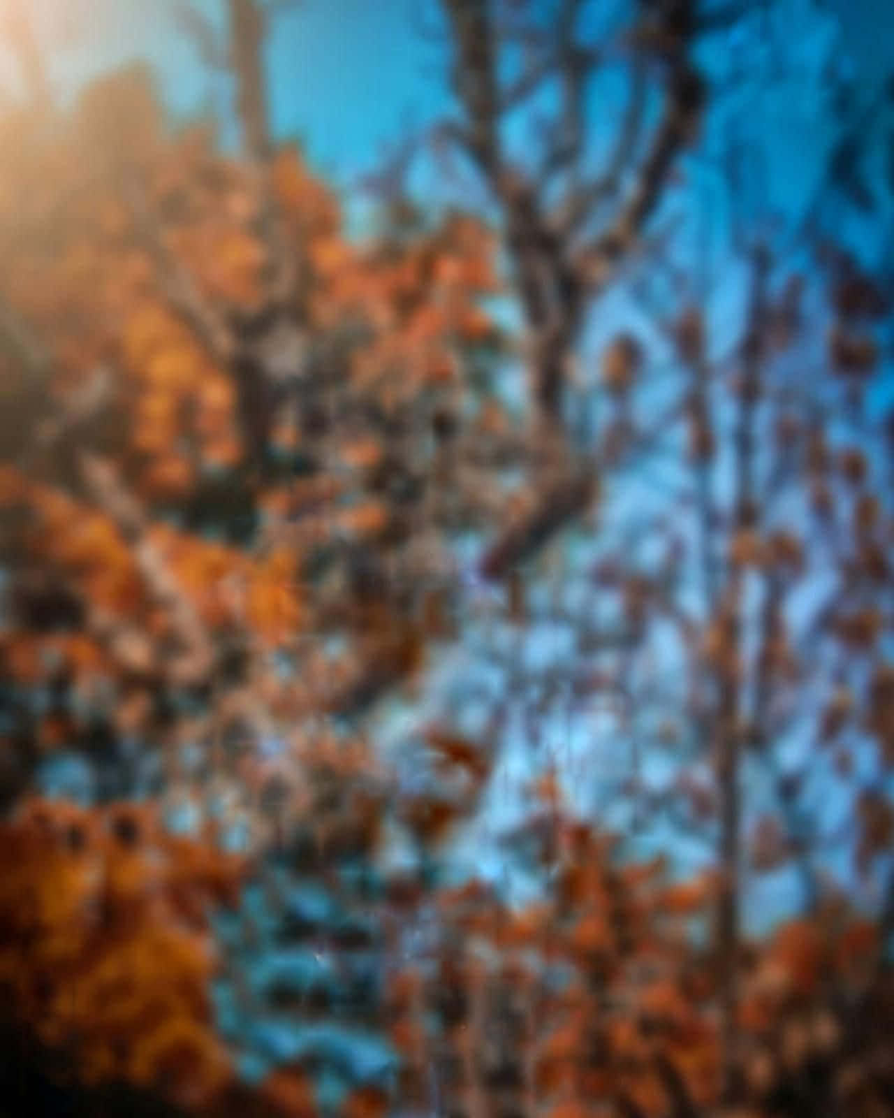 Autumn Leaves 桌布 壁紙 — 模糊的秋樹，橙色葉子襯托藍天，柔和失焦，溫暖陽光穿透。