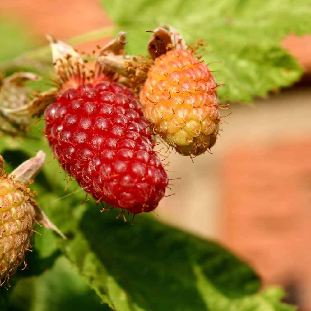 Berry 桌布 壁紙 — 模糊磚牆背景下，鮮紅色和橙色覆盆子與綠葉的特寫。