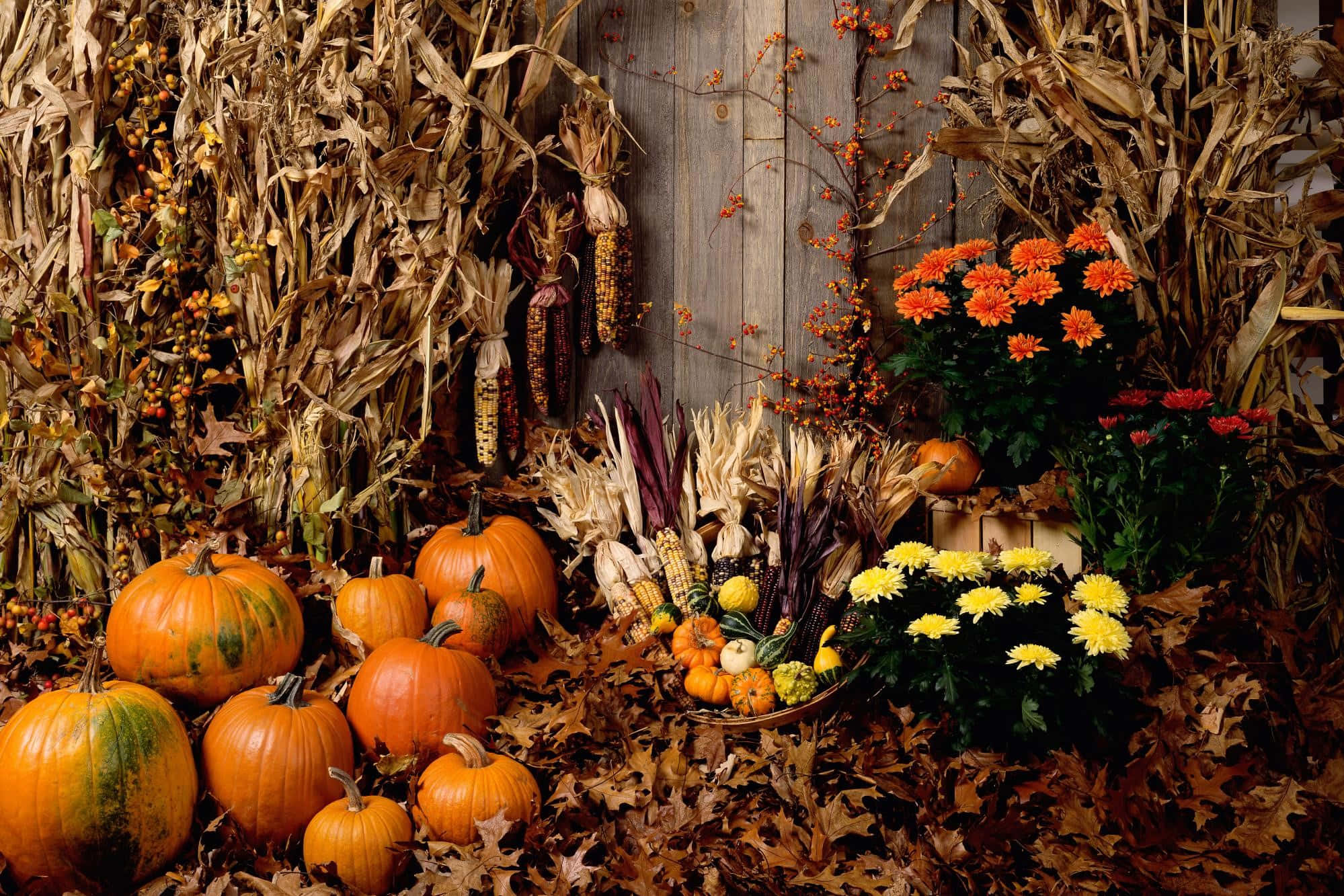 pumpkins 桌布 壁紙 — 樸實的秋日靜物，南瓜、玉米殼和菊花擺放在落葉上，背景是風化的木柵欄。